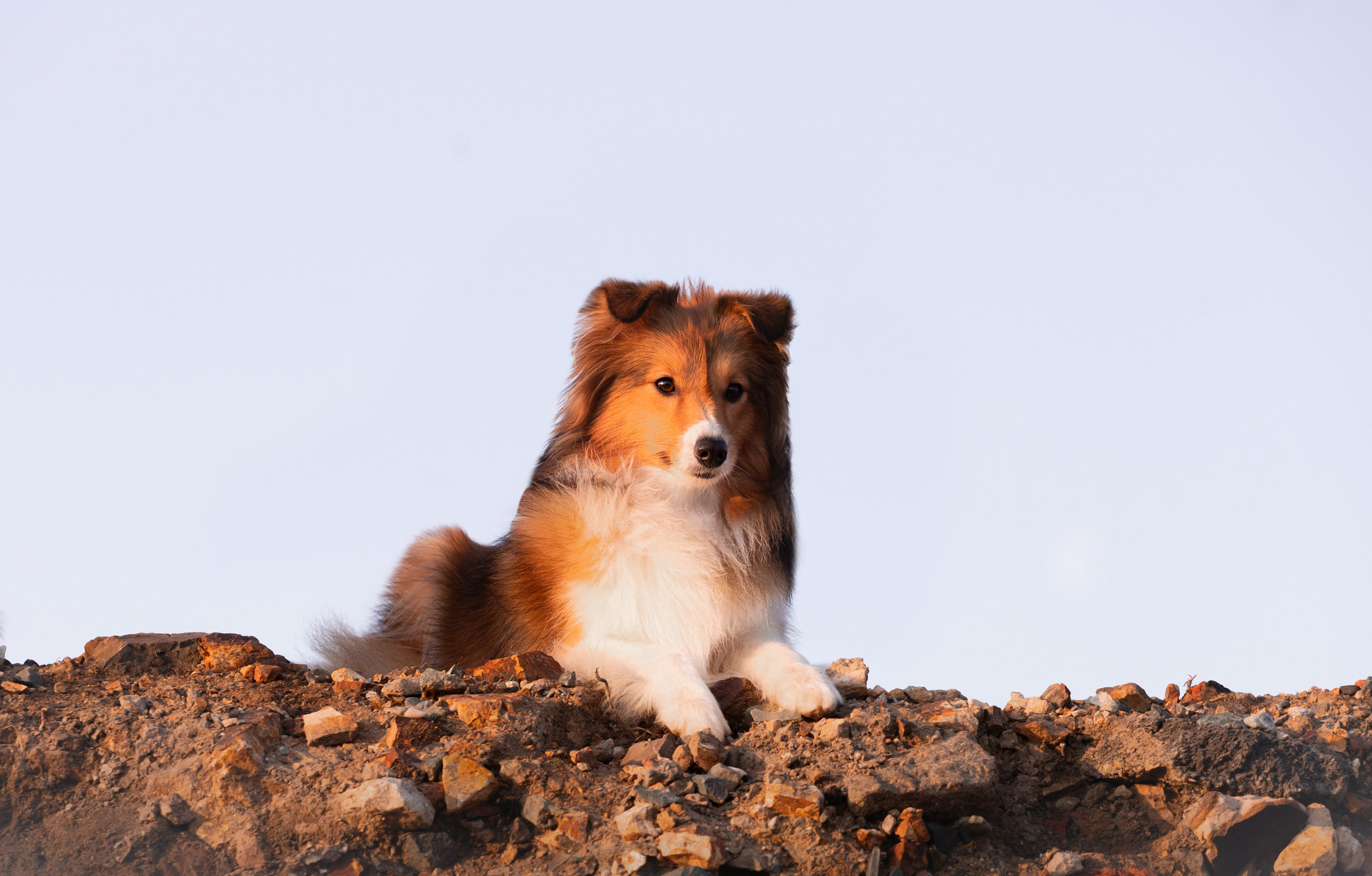 Асти и Рей. Фотограф — анималист Владивосток, Алина