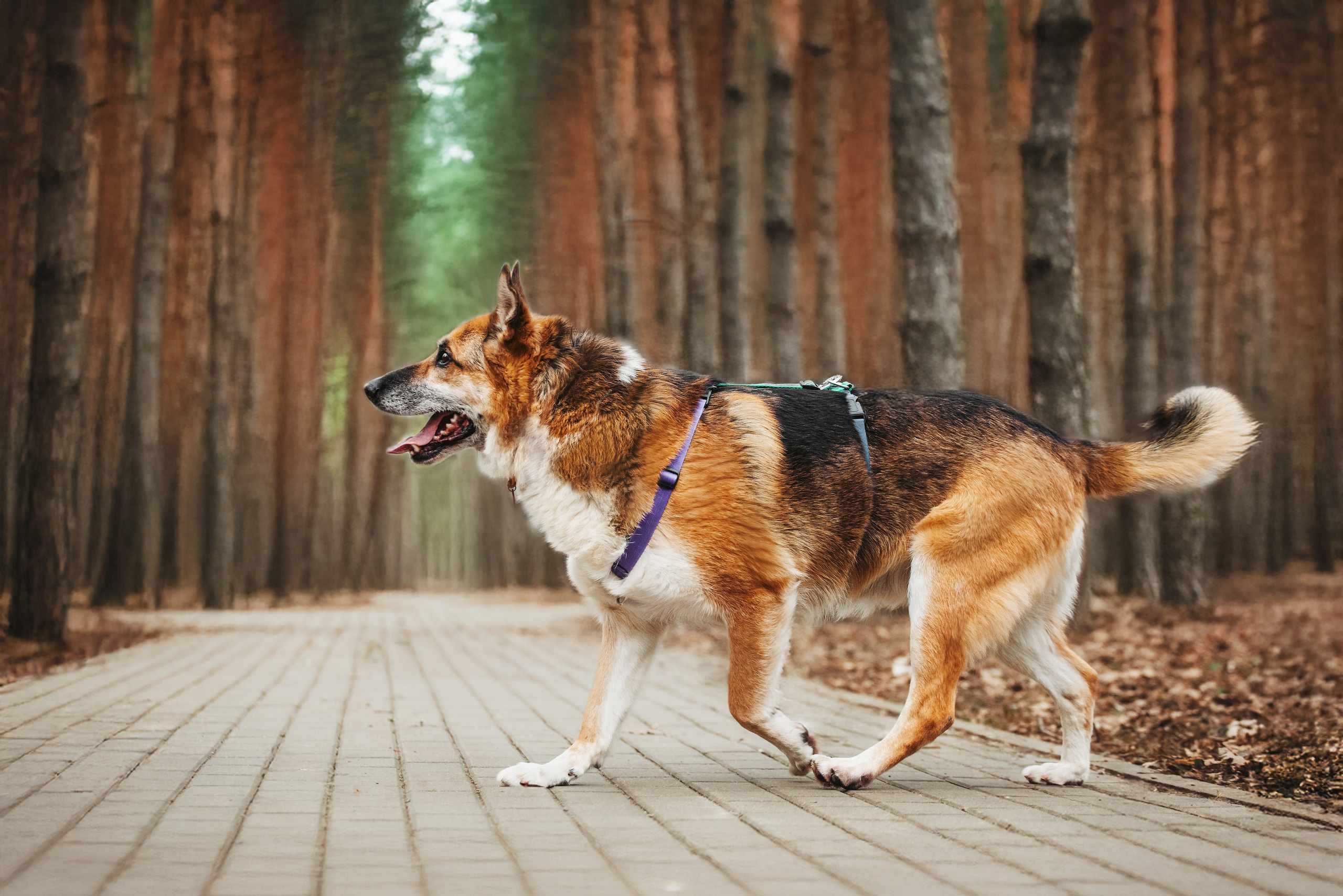 Собаки из приюта Дубовая роща весна 2025. Фотограф-анималист Татьяна Степанова