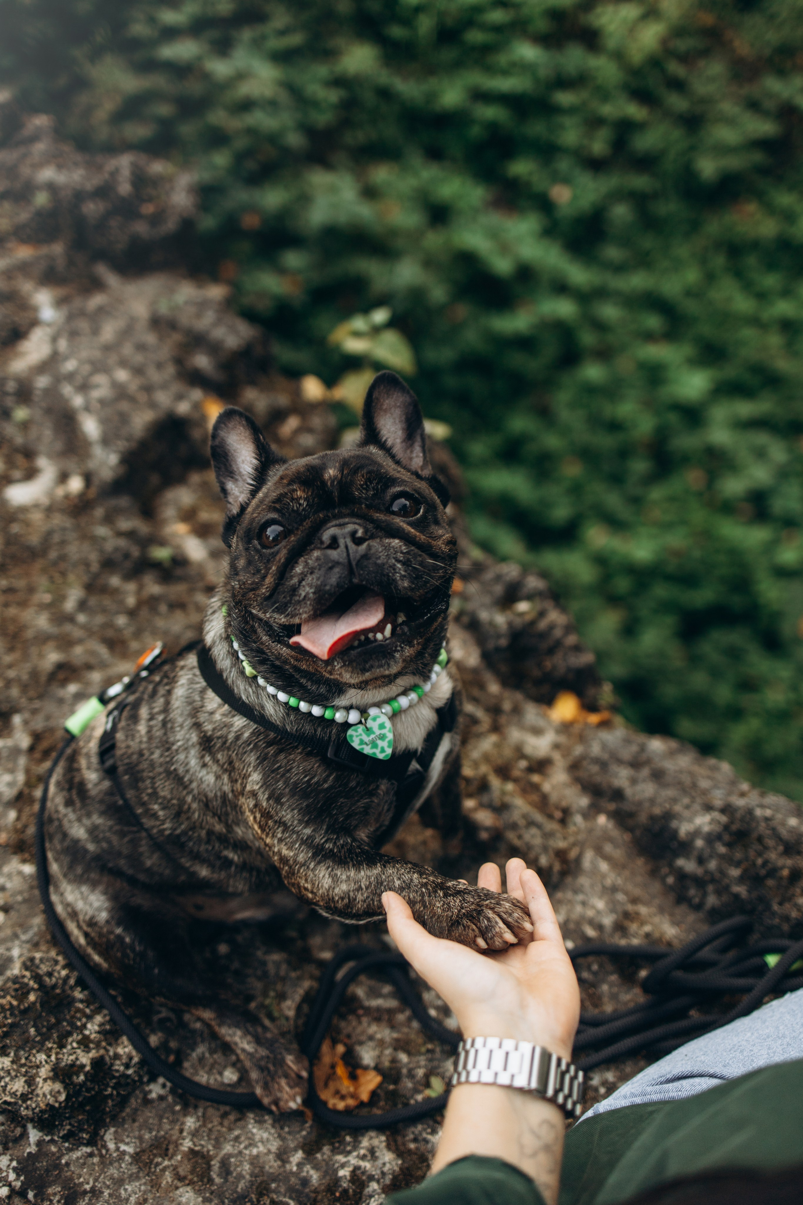 Олеся и Луи. Фотограф — Анималист | Санкт-Петербург