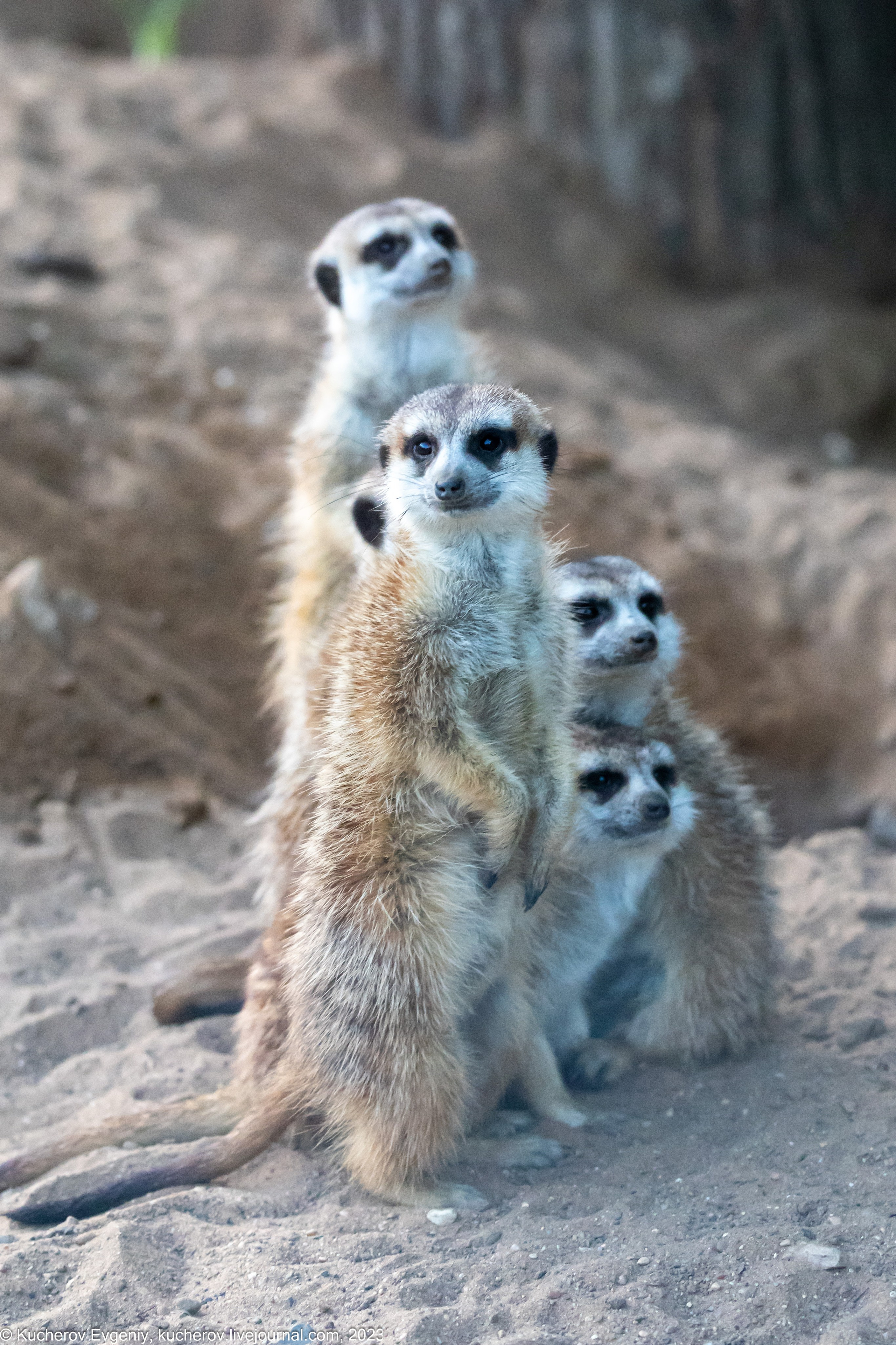 Сурикаты. Кучеров Евгений. Фотограф