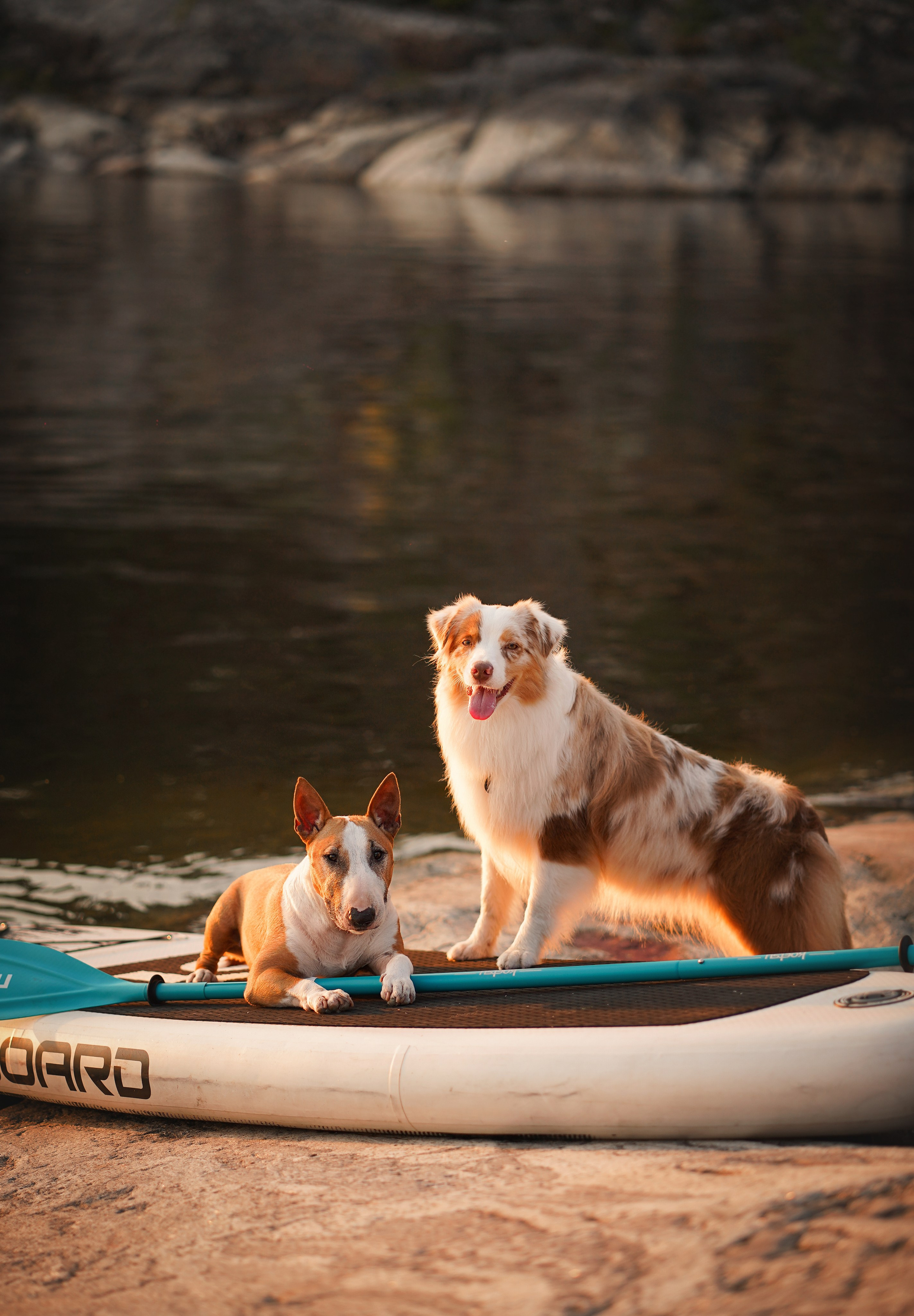 Панда SUP. Фотограф-анималист в Санкт-Петербурге Яна Мартынова
