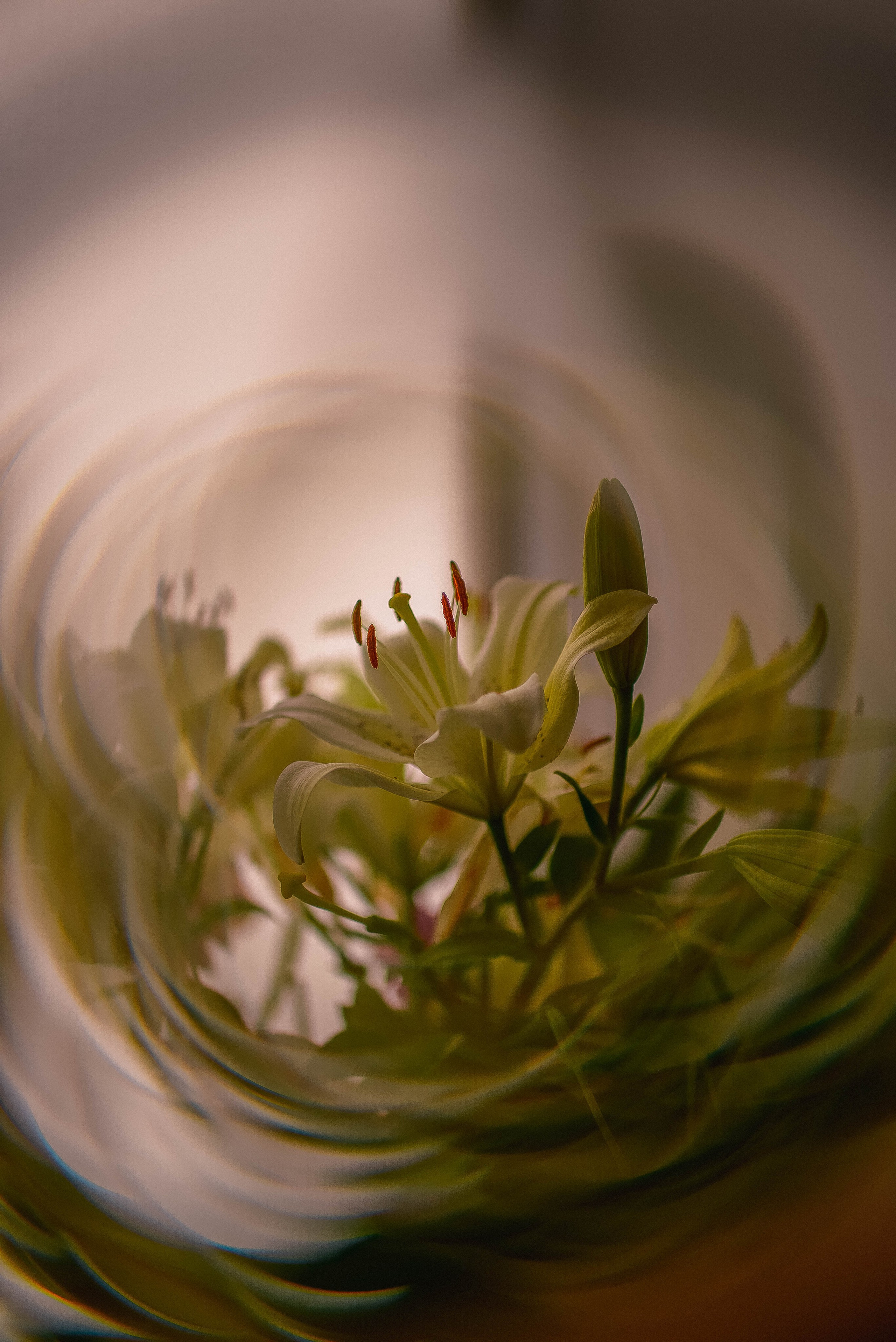 ПРЕДМЕТНАЯ/ МАКРО. Фотограф Фомина Екатерина Сергеевна