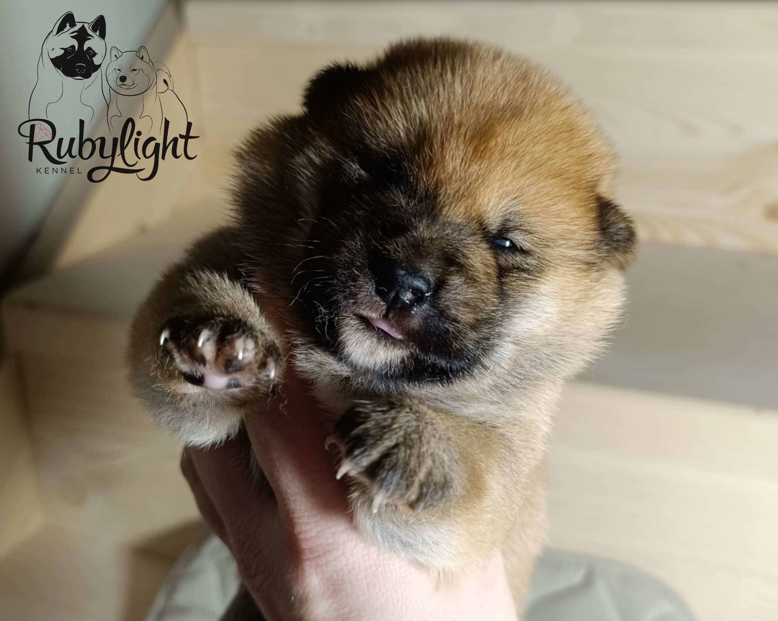 Сиба Rubylight Everest питомник Рубилайт 