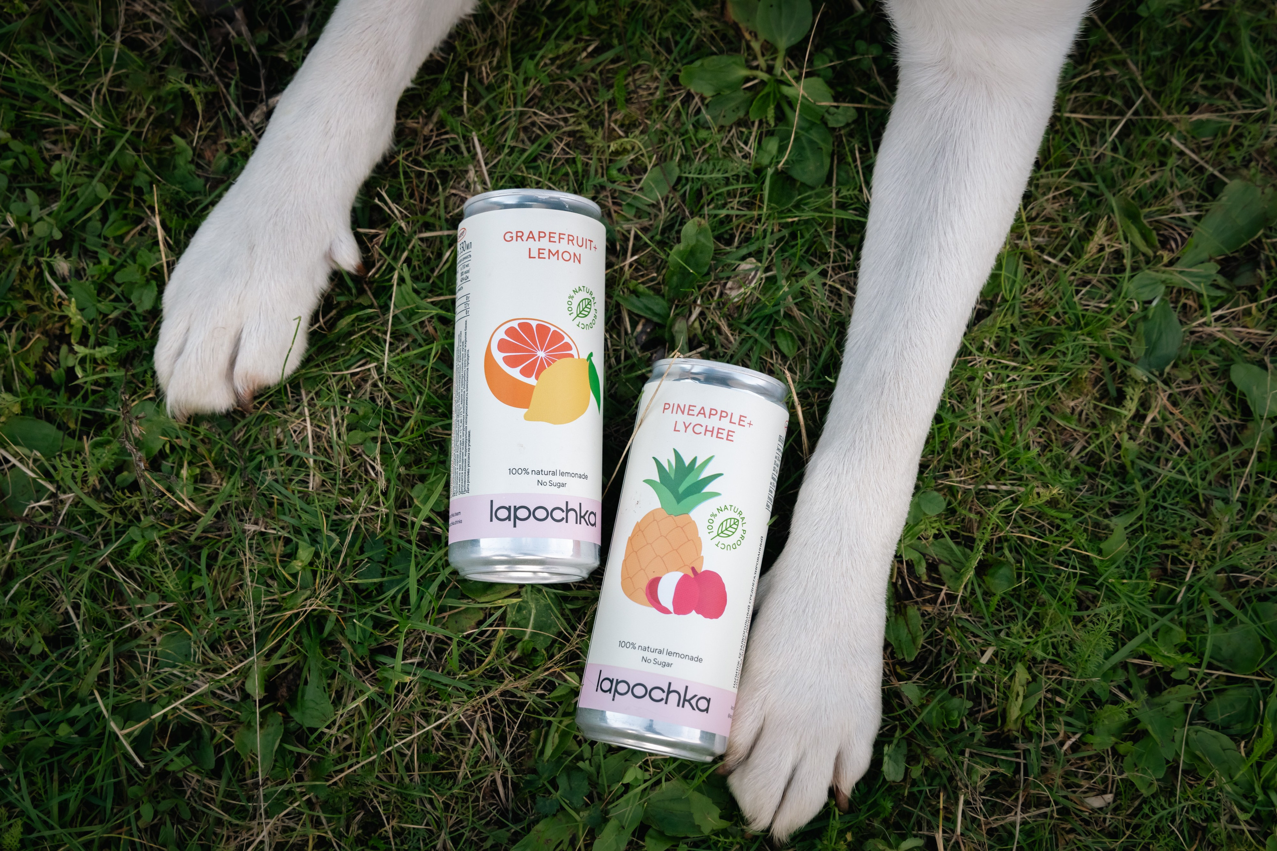 VI ОТКРЫТЫЕ КИНОЛОГИЧЕСКИЕ СОРЕВНОВАНИЯ. ЧЕЛЯБИНСКАЯ ОБЛАСТЬ 2025. Репортажный фотограф Наталья Лапцевич