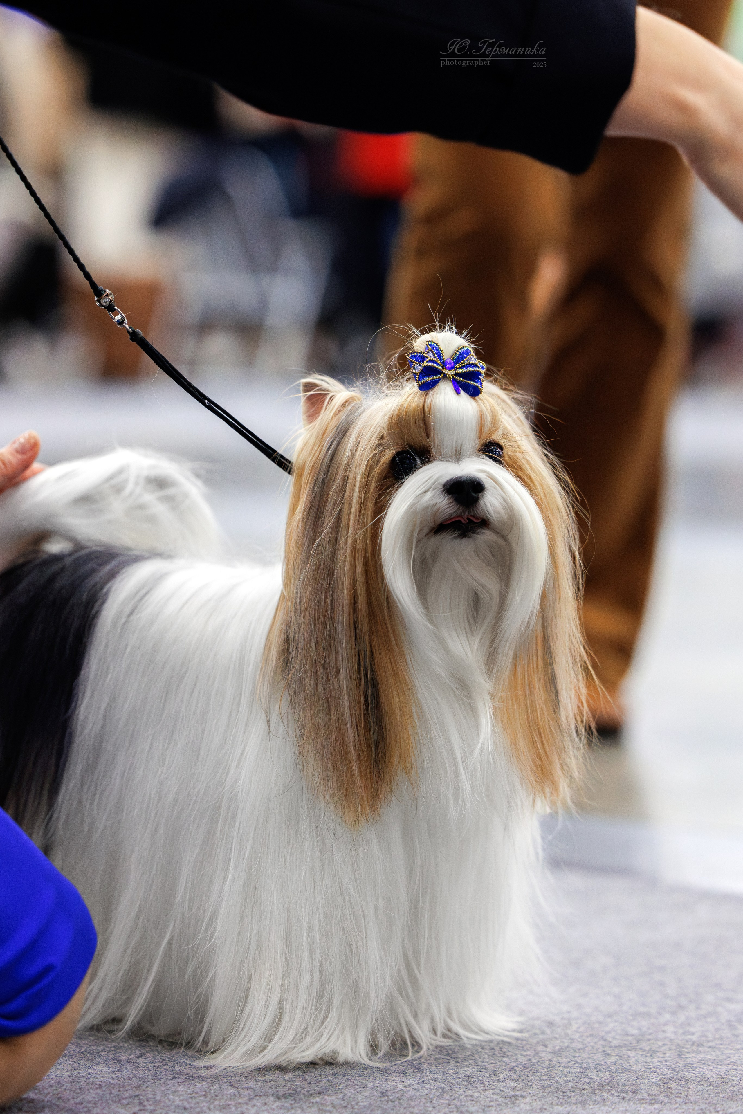 Питер 12-13.12.2025. Фотограф-анималист Юлия Германика