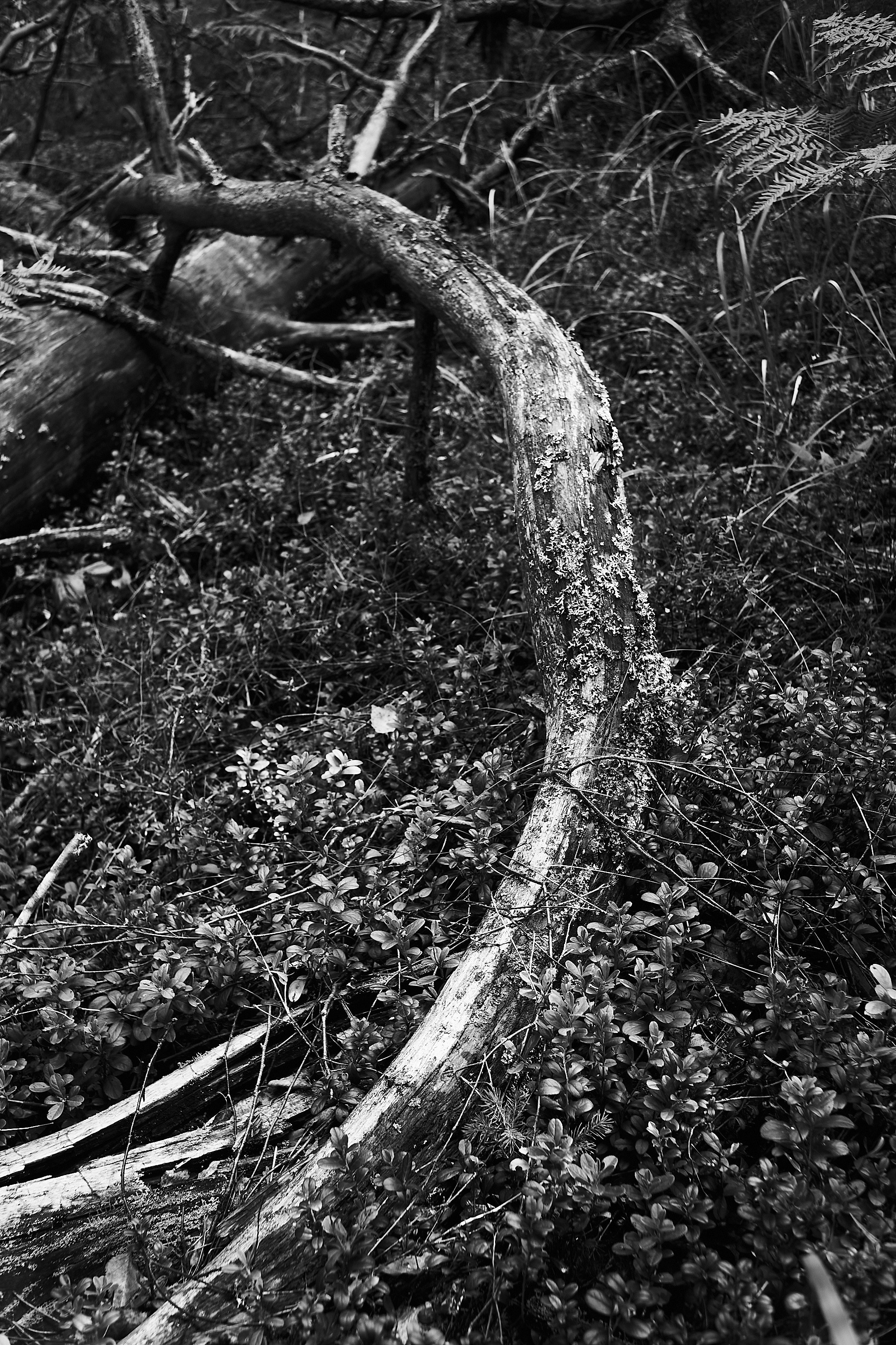 Формы Дерева 22г -…. Фотограф и оператор мероприятий, концертов и портретов в городе Москва