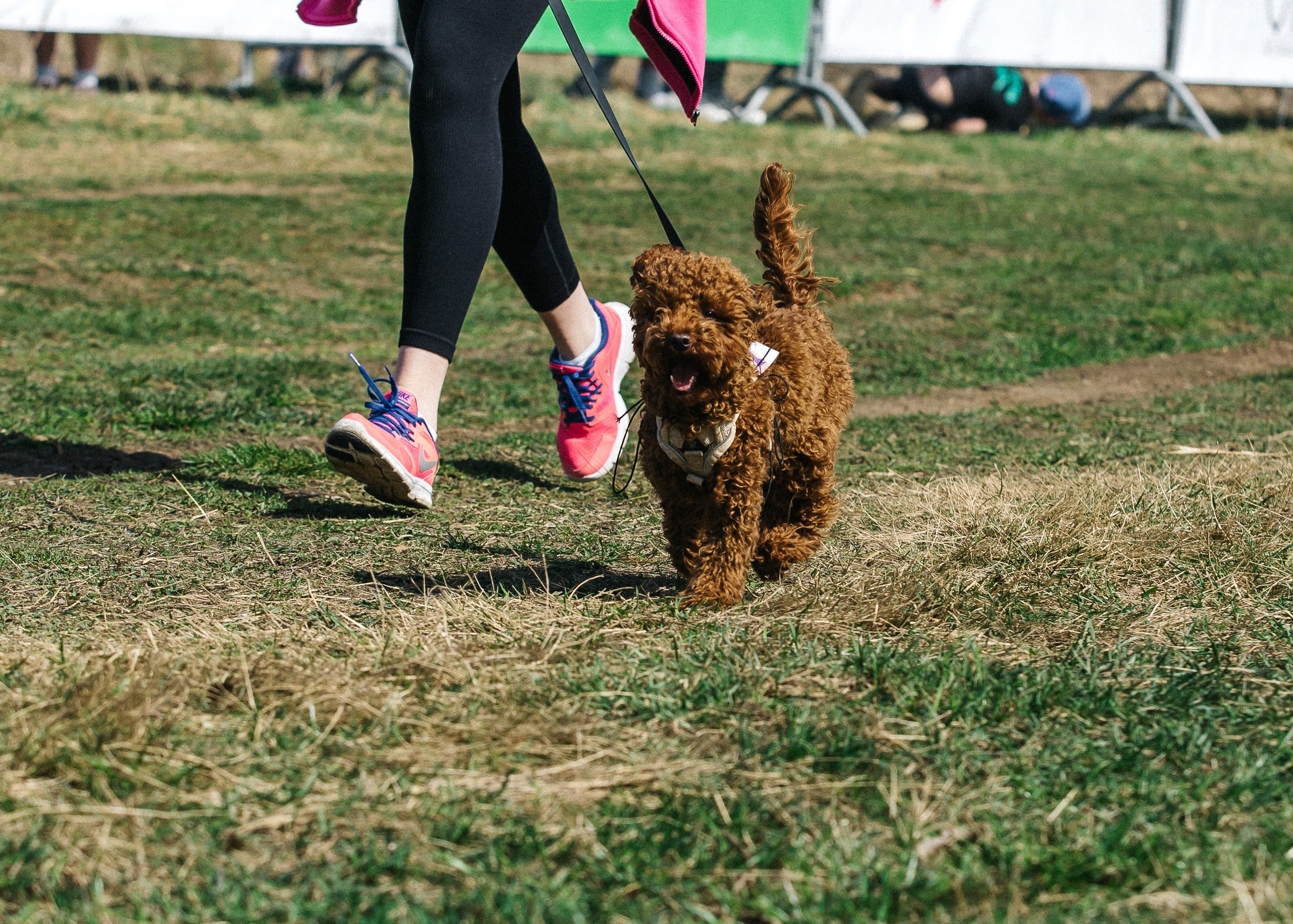 Кросс «Быстрый пёс» 2025. Репортажный фотограф в Москве