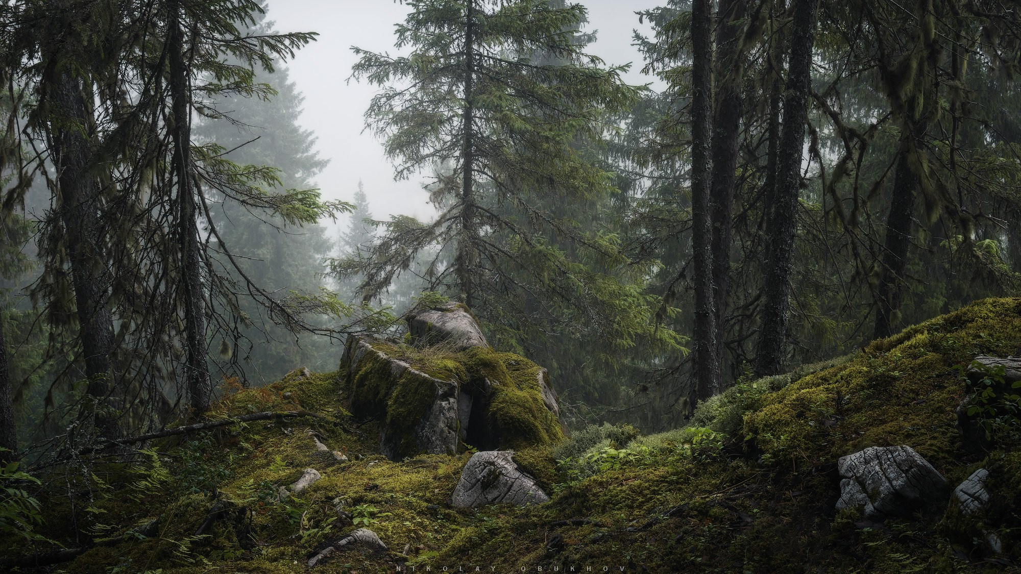 Туманный лес