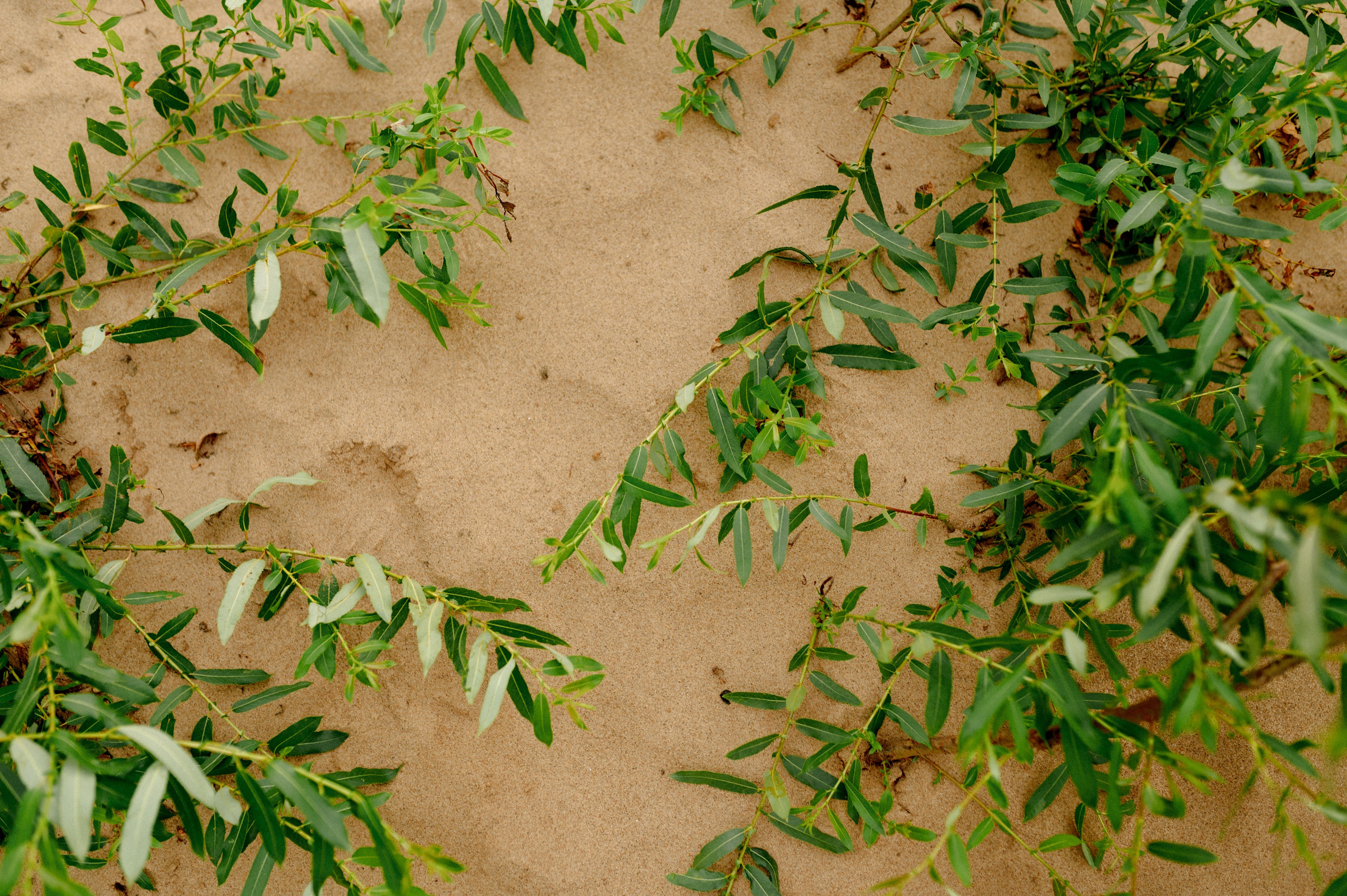 ЛАРА И АРТЕМ. Шашкова Вероника / Свадебный и семейный фотограф Москва и Ярославль