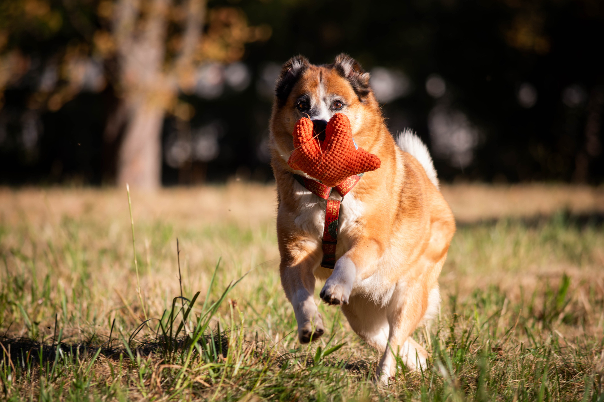 Ник и Полина. Фотограф Светлана Блинова, Москва и Московская область