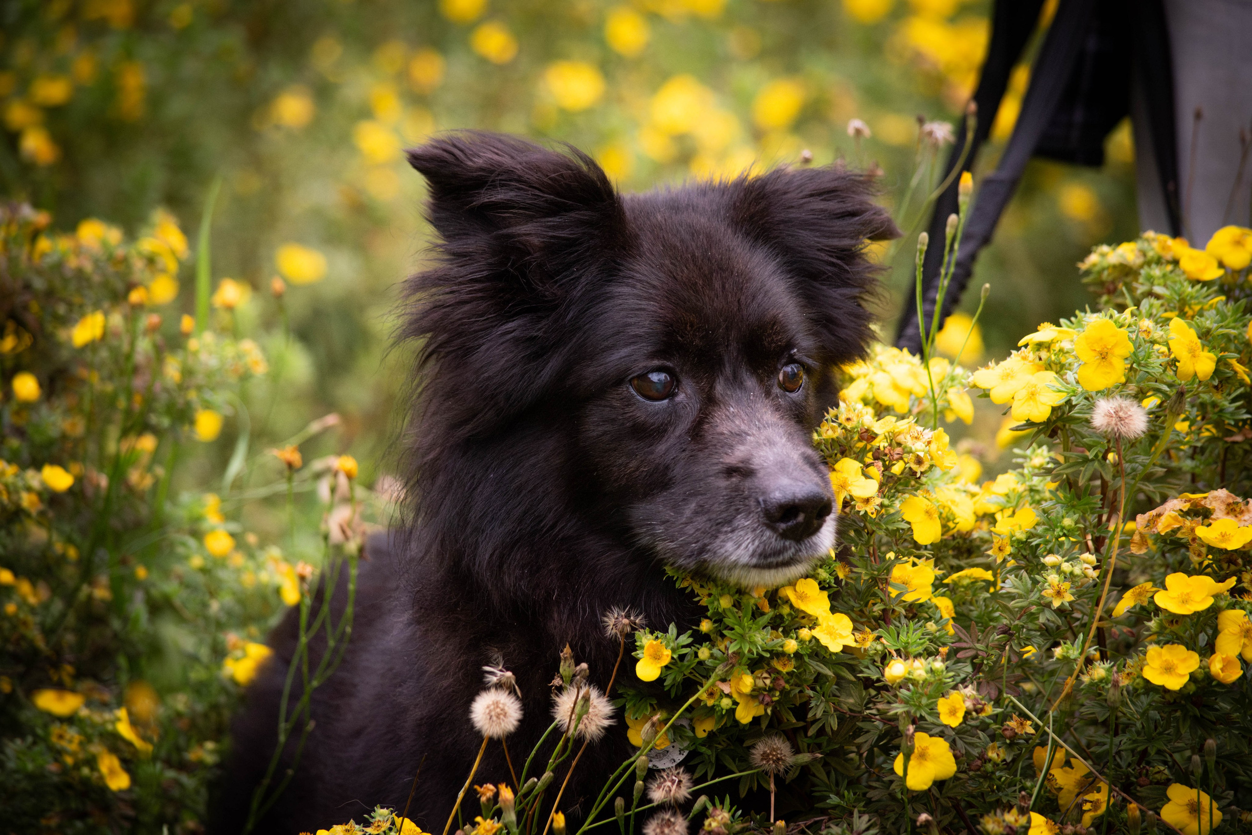 Альба и Даша. Фотограф Светлана Блинова, Москва и Московская область