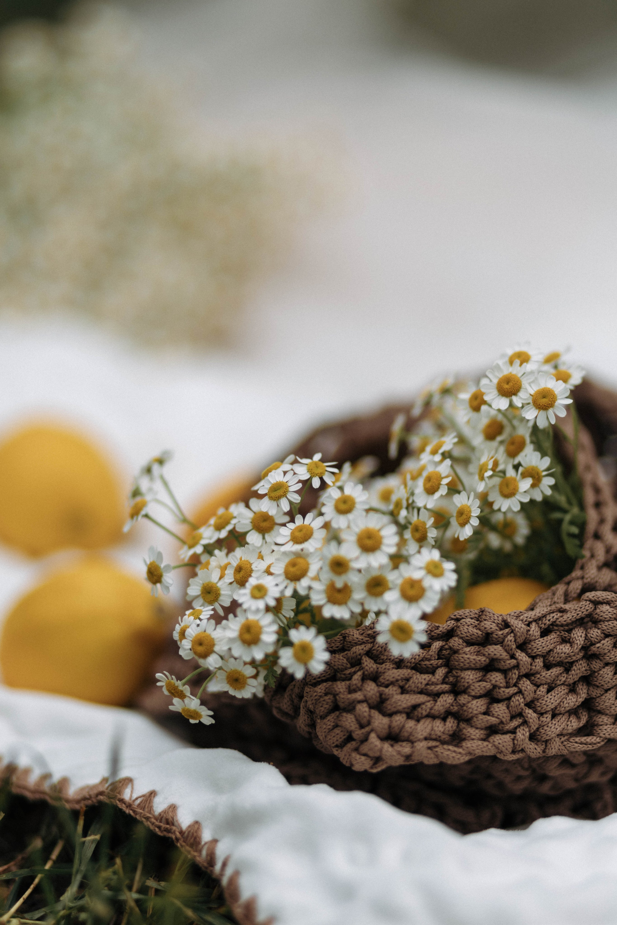 Лев и Маша. Фотограф Сальск Катерина