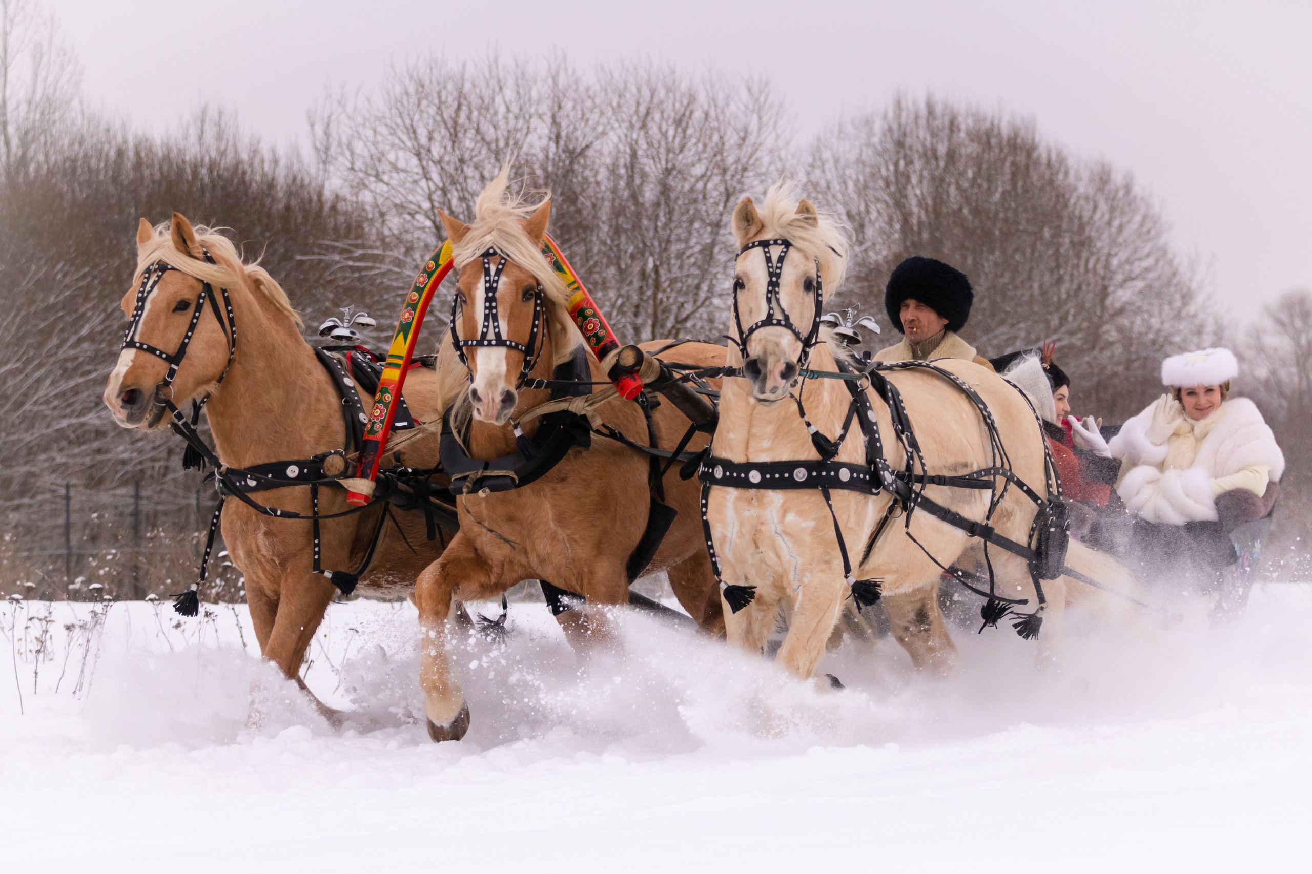 Конные охоты Аванпост 27 января 2024 г. Семейный и детский фотограф в Москве и Можайске Мария Бочкарева