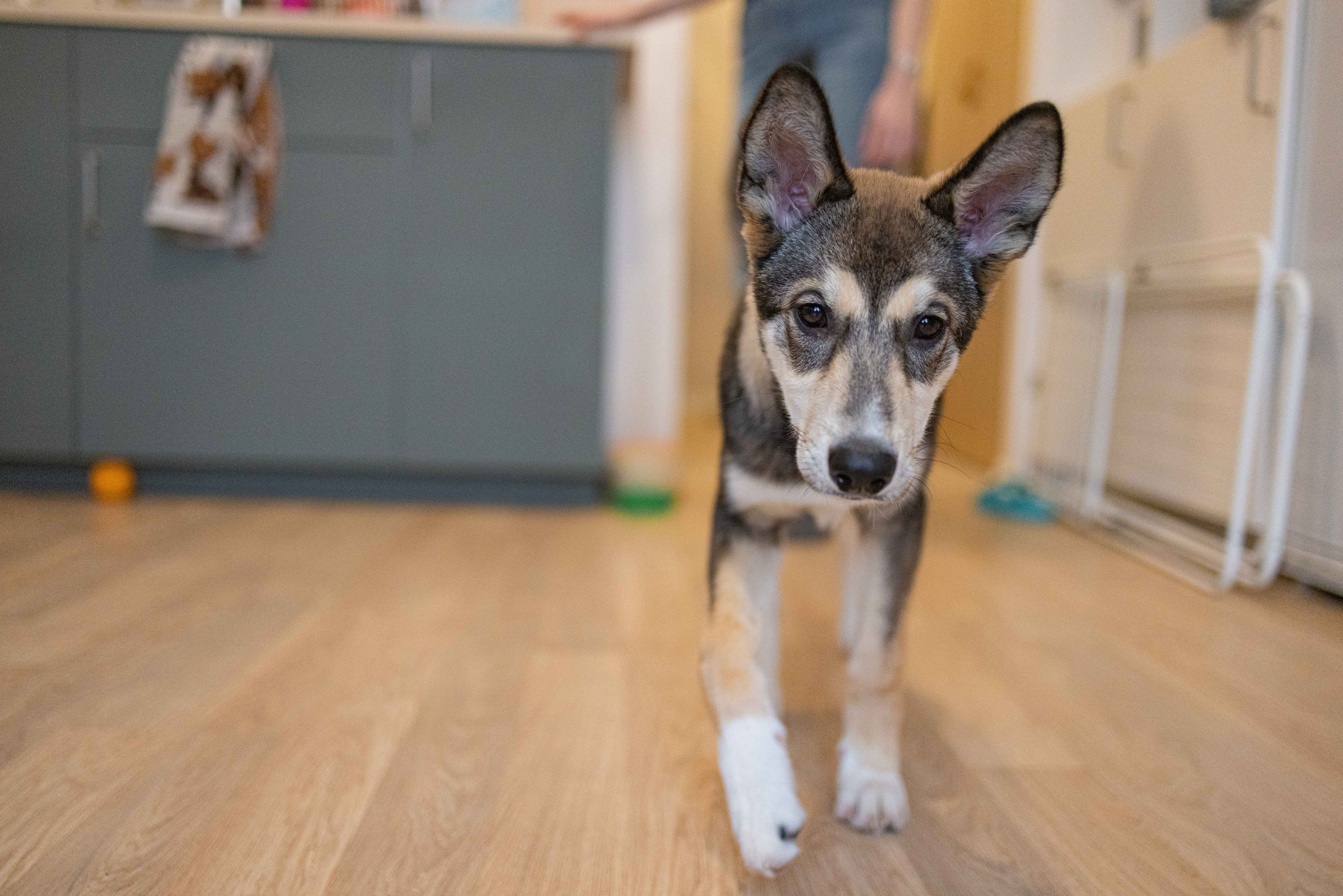 Шами. Фотограф-анималист в Москве Лера Черноног