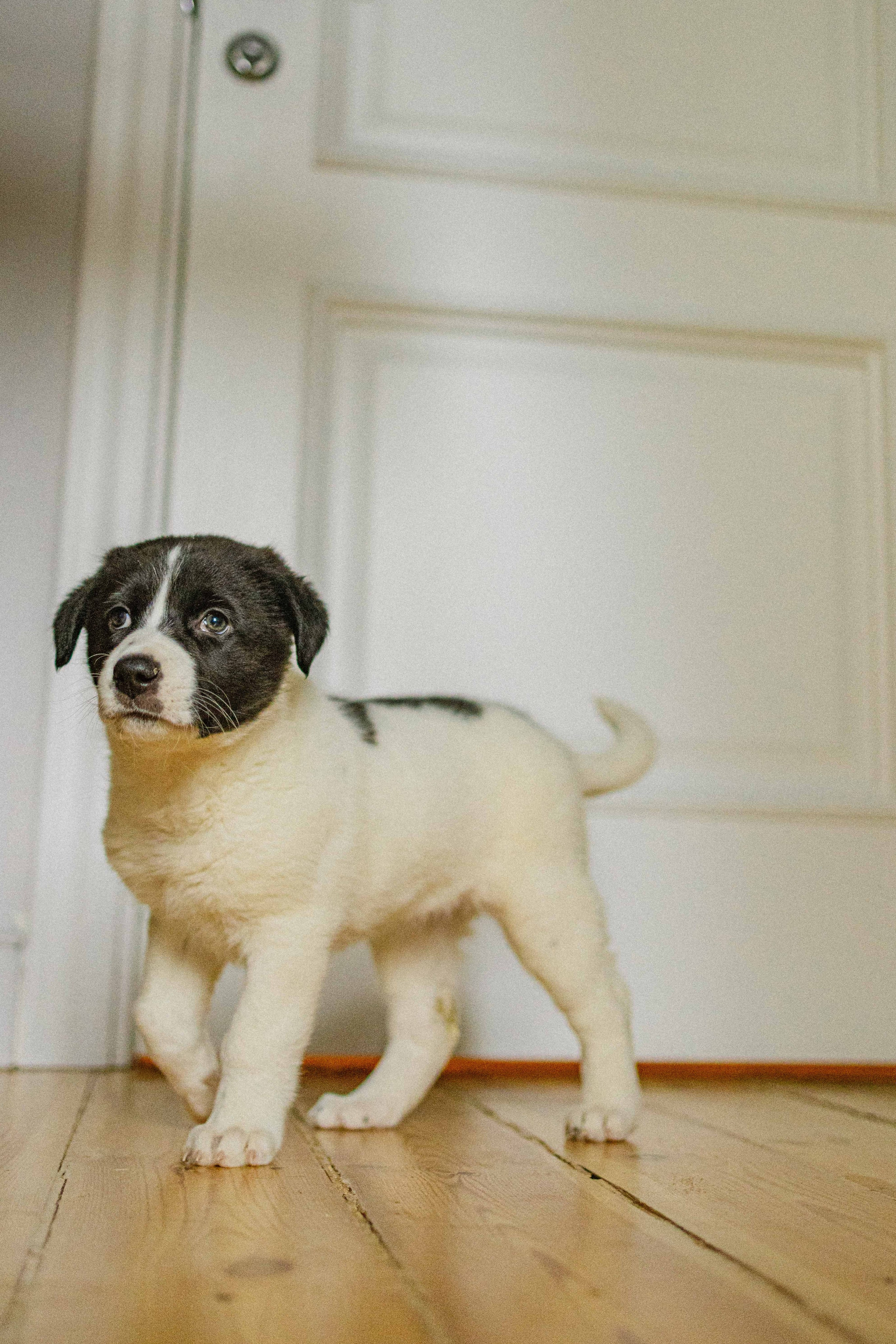 Щеночки. Фотограф-анималист в Москве Лера Черноног