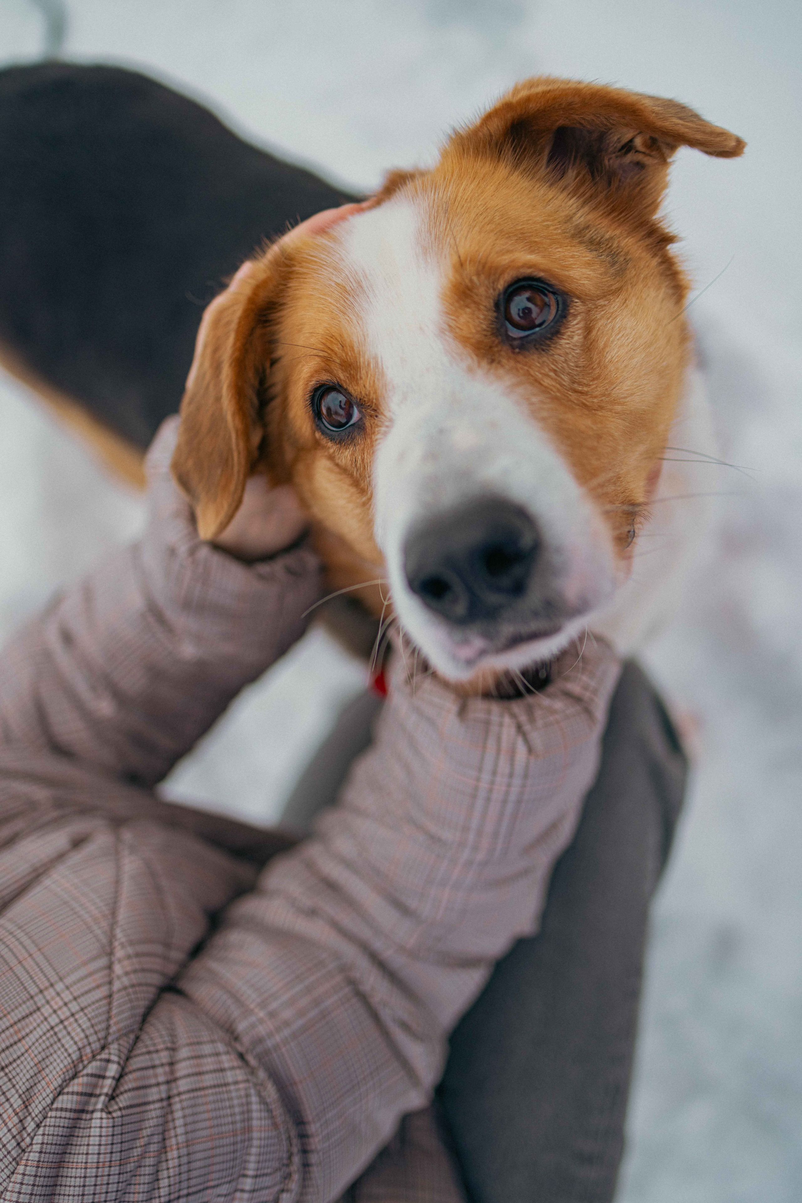 Петя. Фотограф-анималист в Москве Лера Черноног
