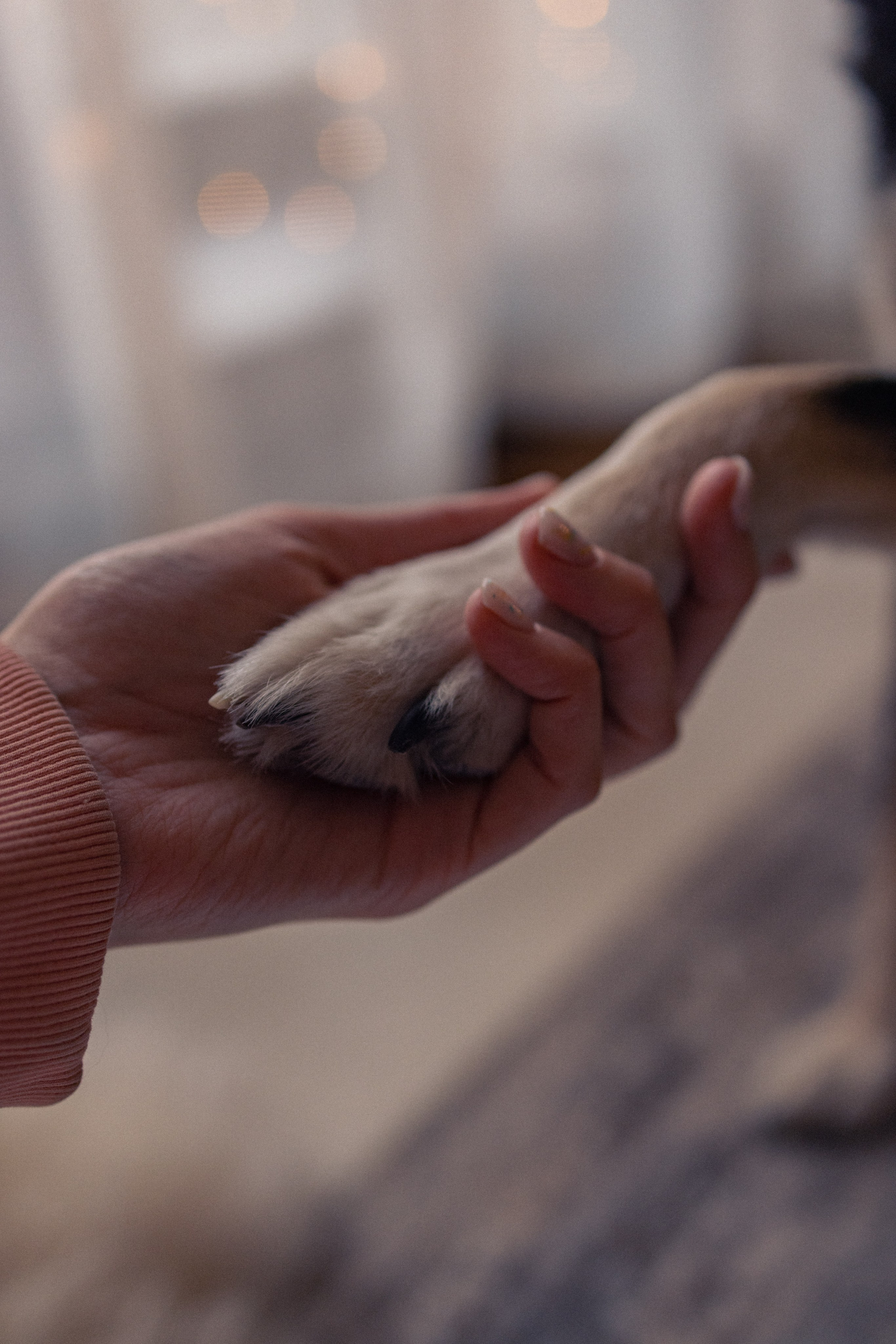 Ника, Матиша и Герда. Фотограф-анималист в Москве Лера Черноног