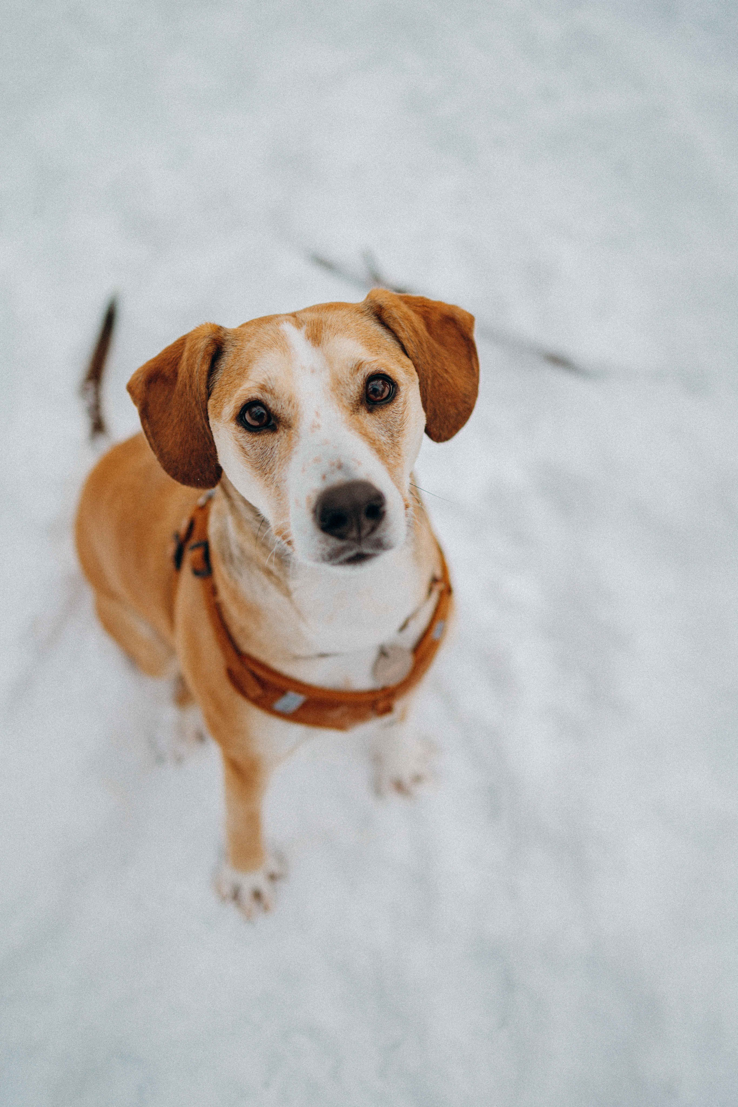 Свобода и ее семья. Фотограф-анималист в Москве Лера Черноног