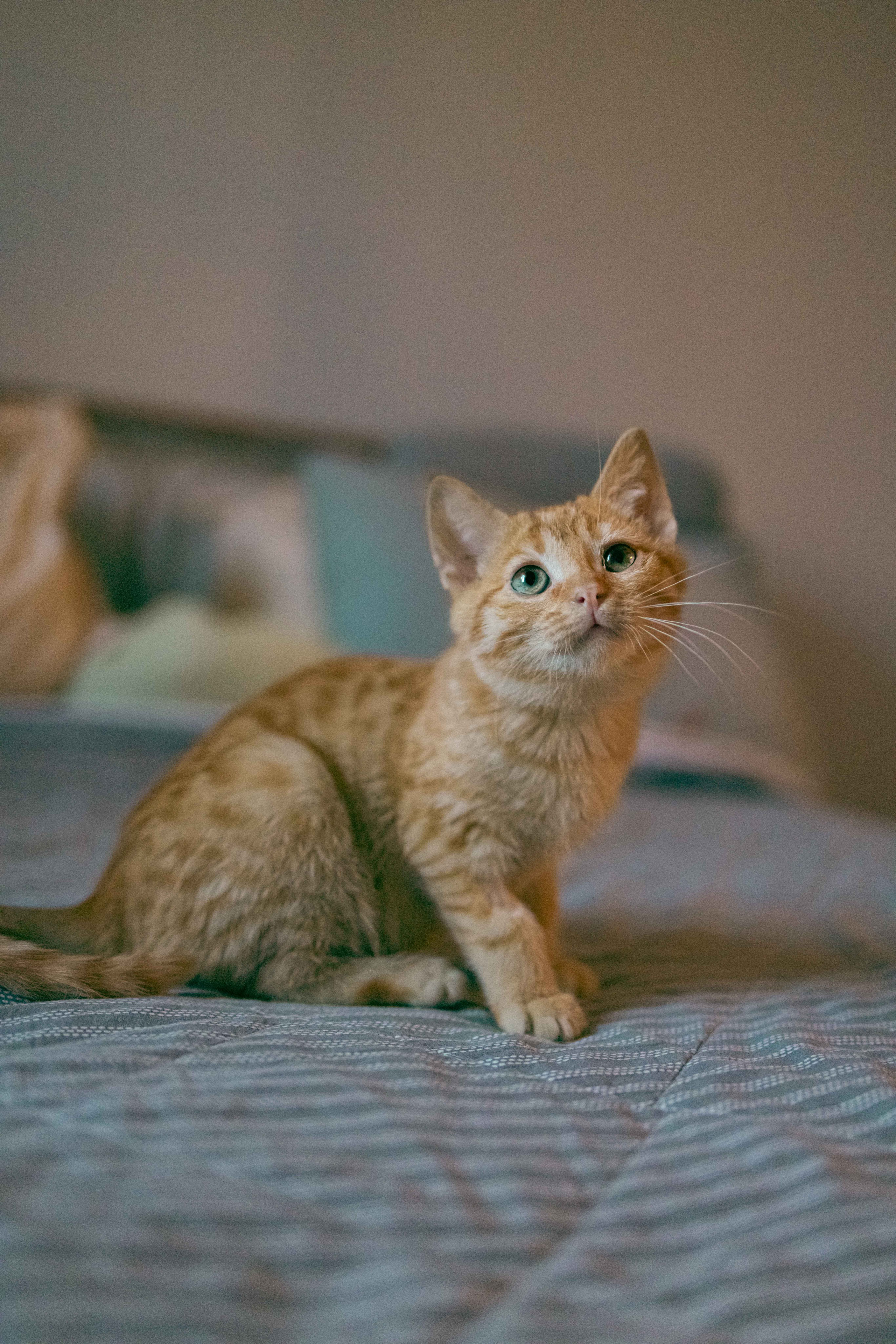 Кускус. Фотограф-анималист в Москве Лера Черноног