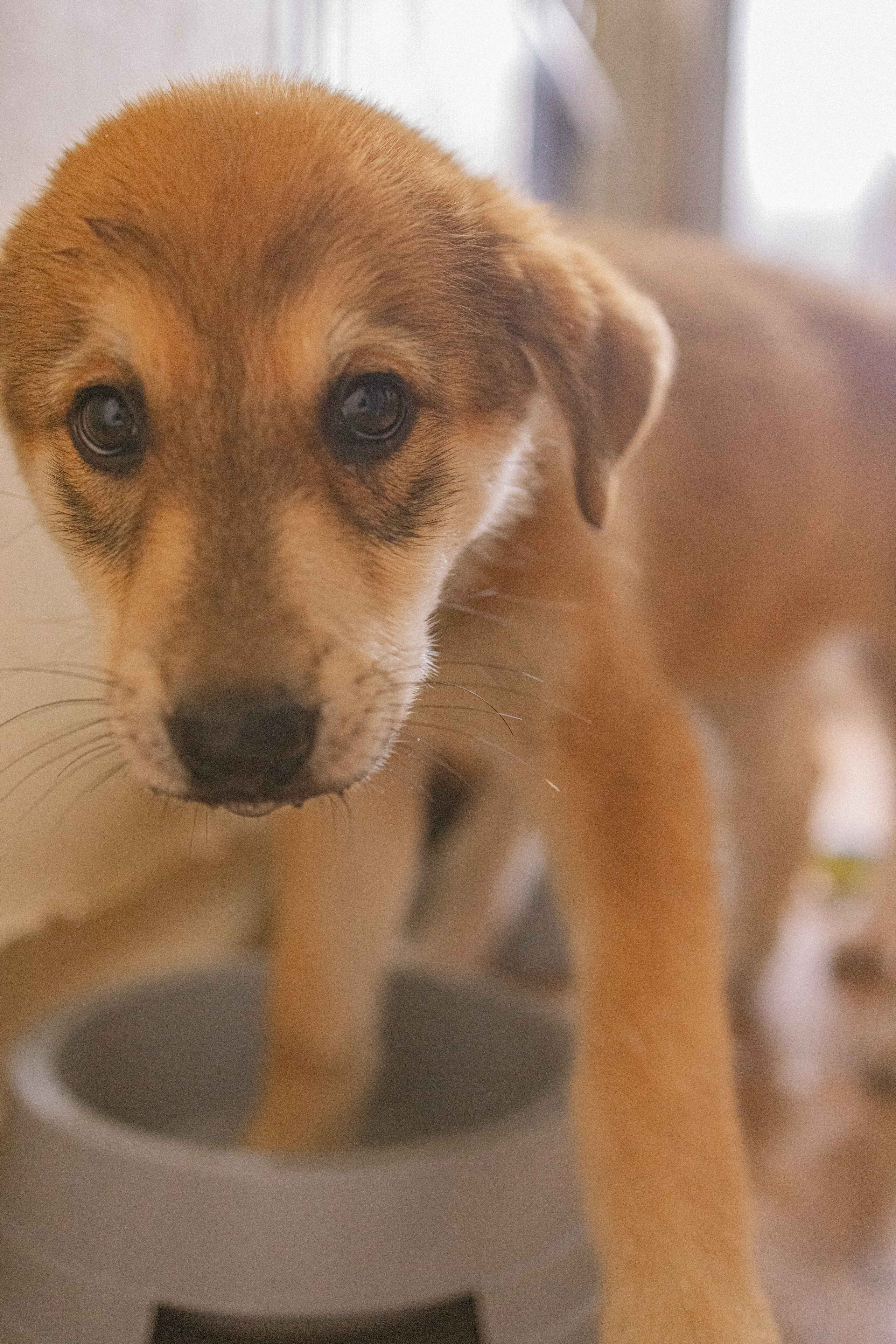 Щеночки на кухне. Фотограф-анималист в Москве Лера Черноног