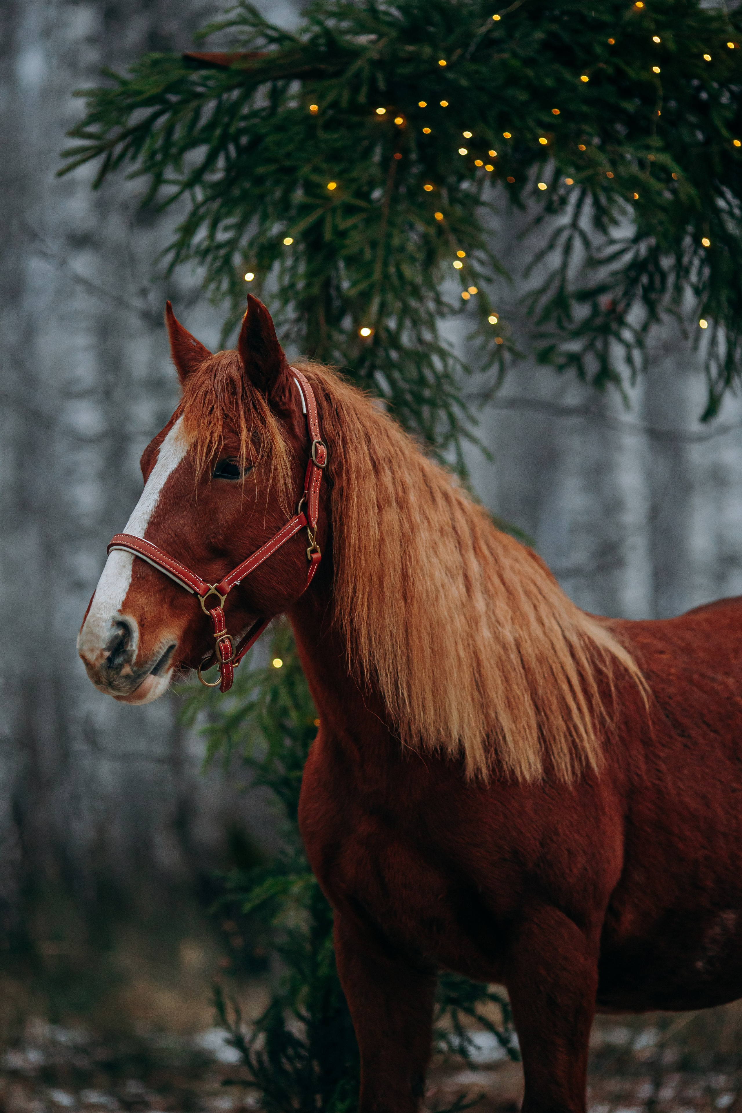 Тариф Новогодний 2025-2026. Анна Молчанова конный фотограф в Тюмени | фотосессии с лошадьми Тюмень