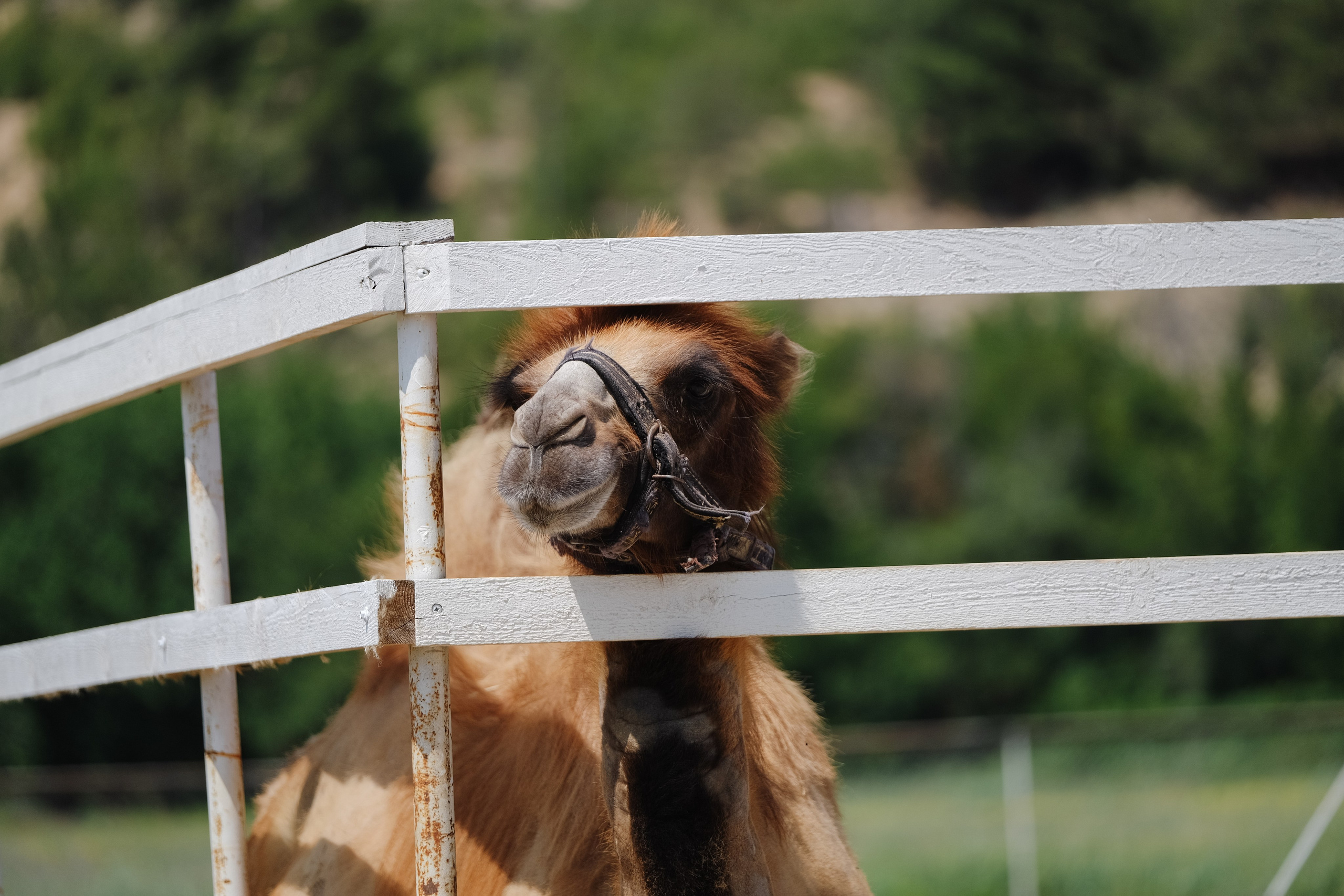 Репортаж на ферме. Профессиональная фотосъемка в Крыму. Натуральные эмоции и живые кадры. Забронируйте дату прямо сейчас!