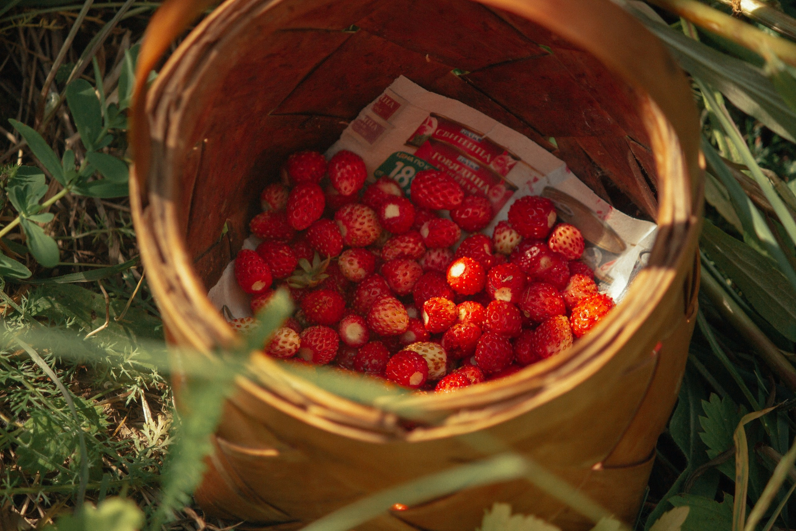 Русская деревня. Детский и семейный фотограф, фотограф мероприятий Нижний Новгород