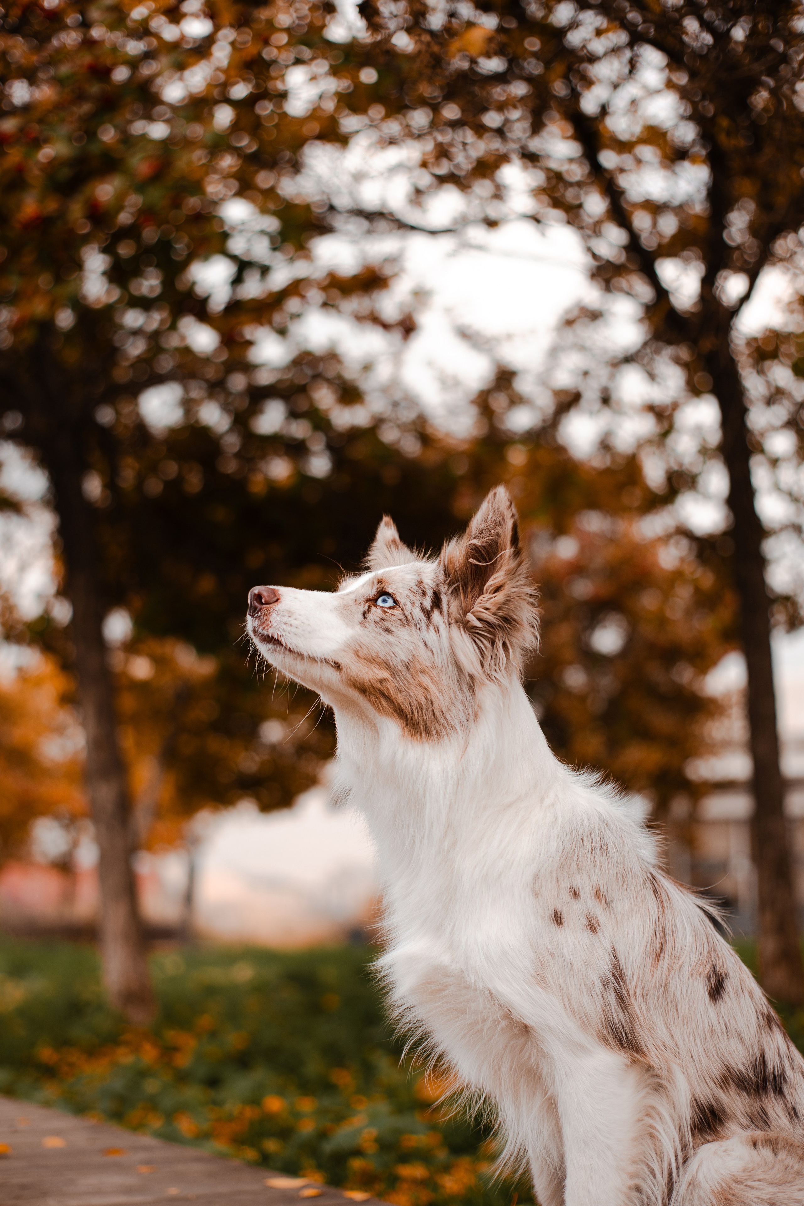 Мария и Утопия. Фотограф-анималист Мария Баркевич | Москва