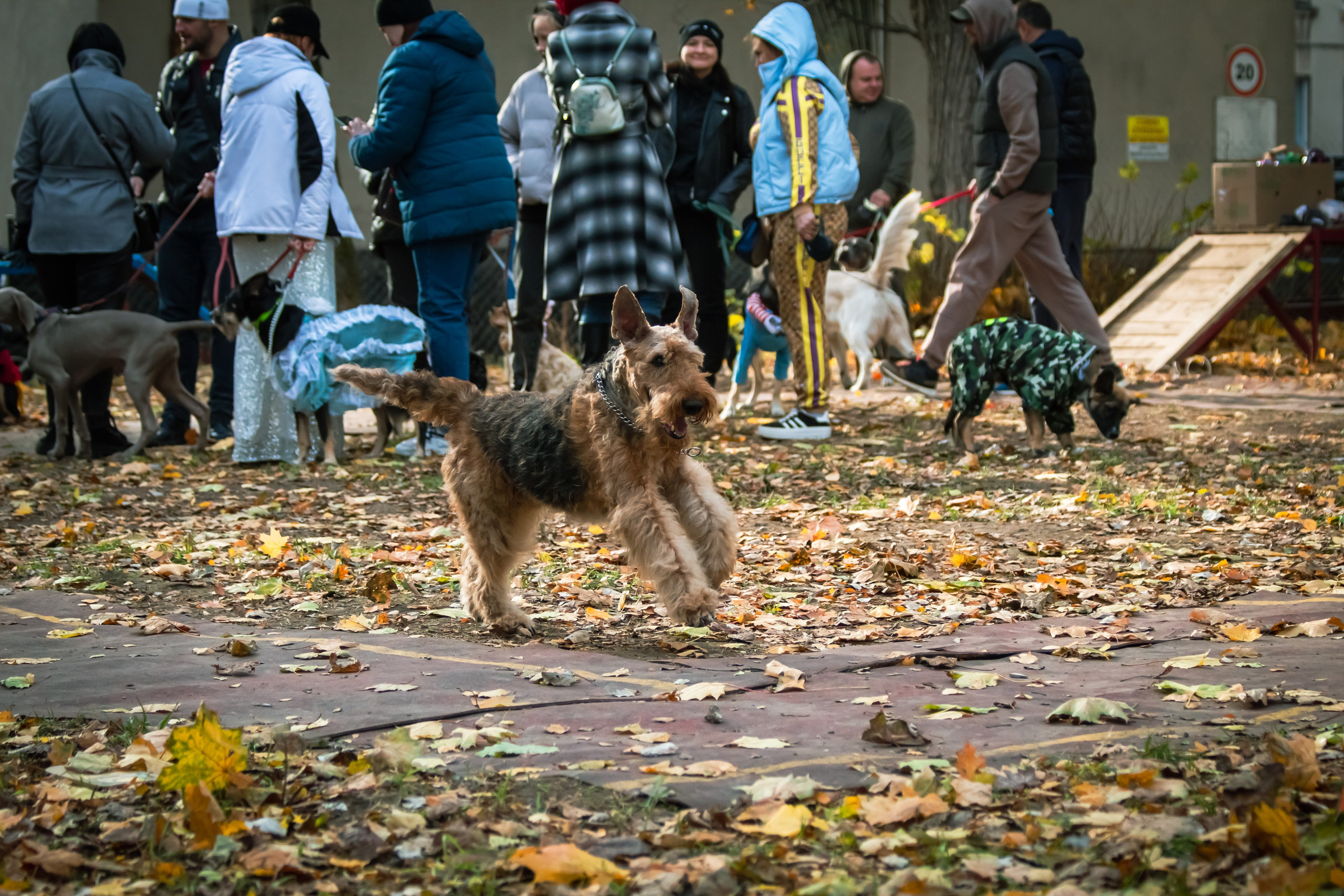 Костюмированный парад собак. Фотограф анималист — Тула, Москва