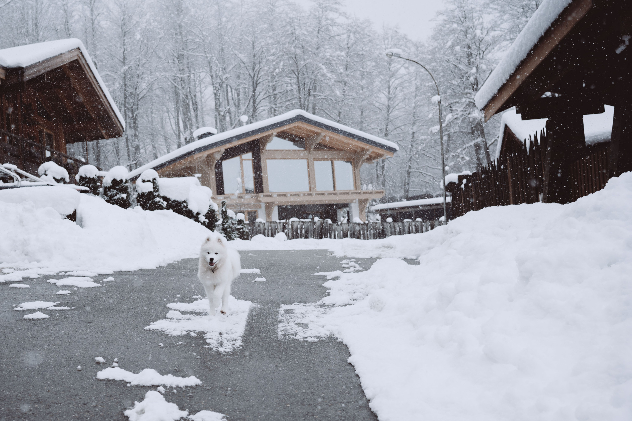 Антон, Дарья и Шани. Фотограф в Сочи Щетинина Анастасия