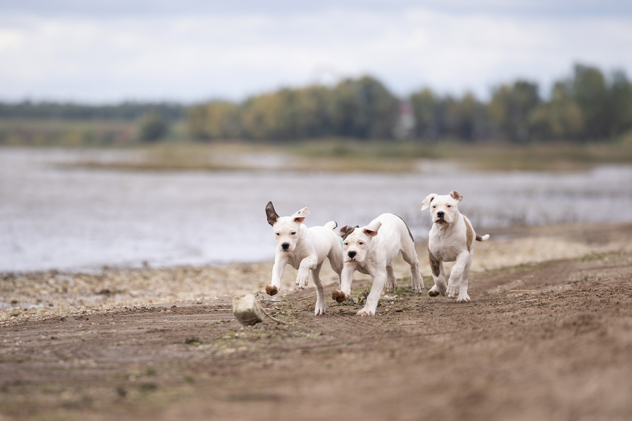 Щенки и котята на улице. Фотограф анималист в Казани Алина Сулейманова. Фотограф животных