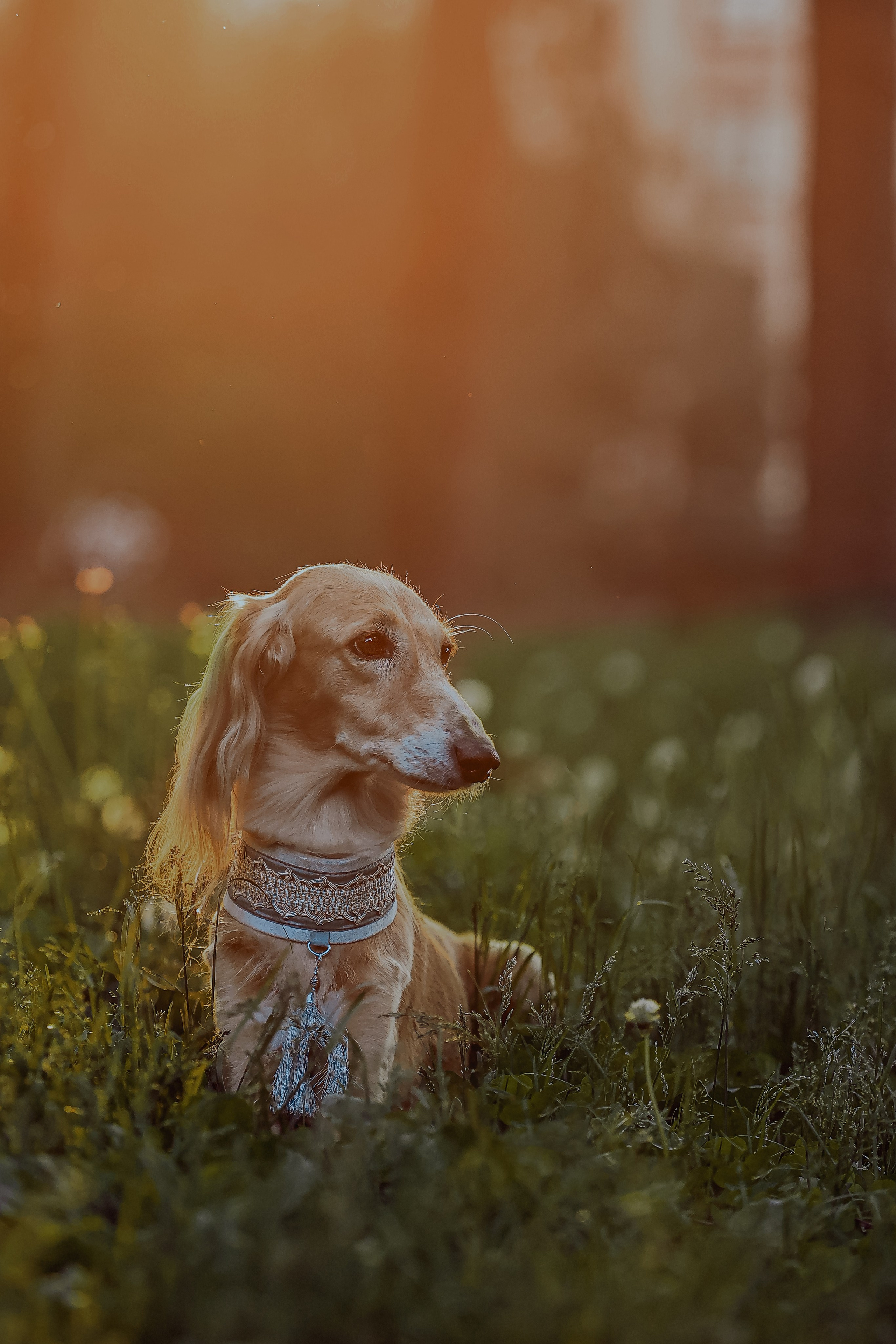 Салюки, фотография салюки, собака в цветах, красивая собака, фотограф анималист, фотокурс Анималистика, научиться фотографировать собак