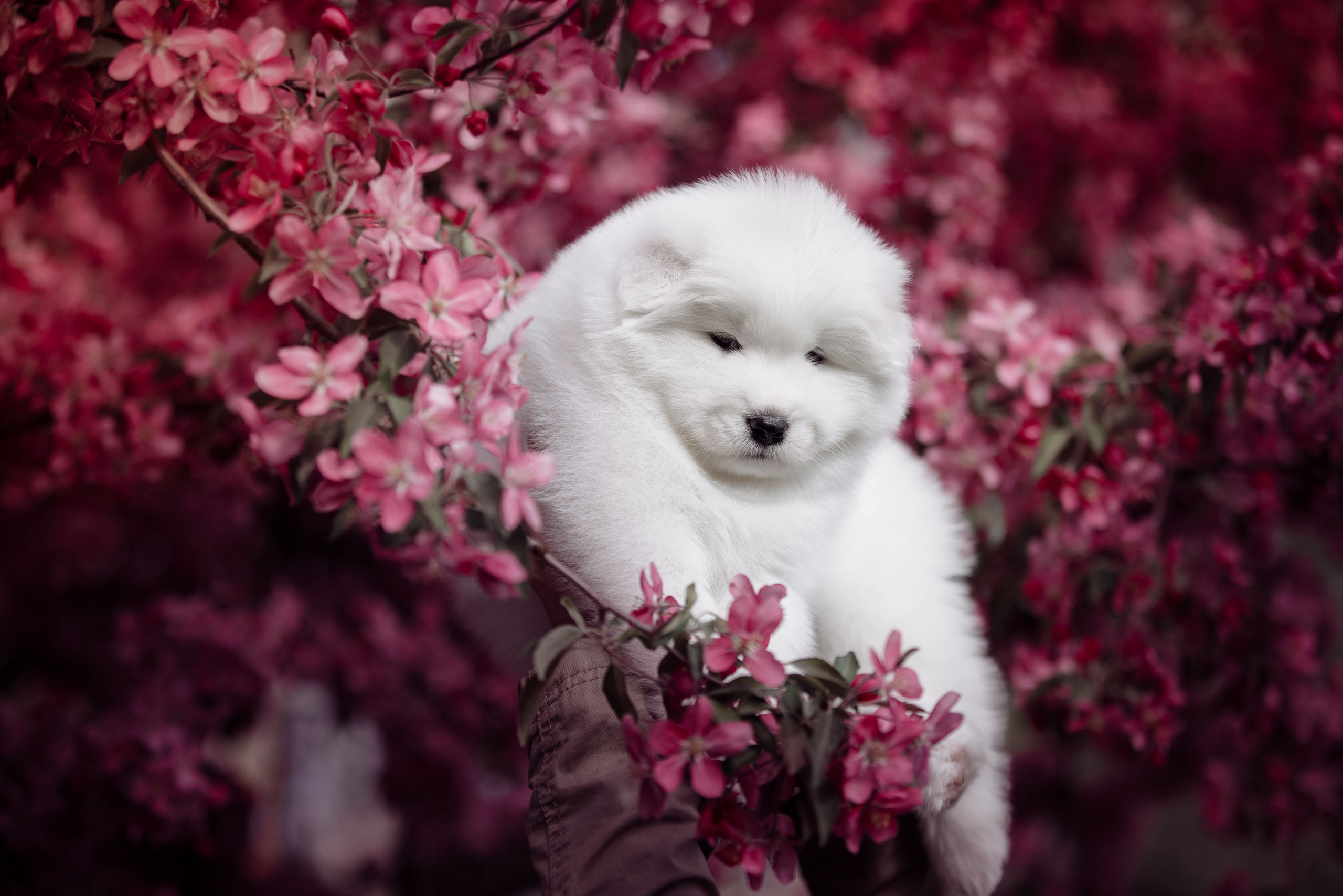 BABY TIME. Фотограф-анималист Саша Вязьмина