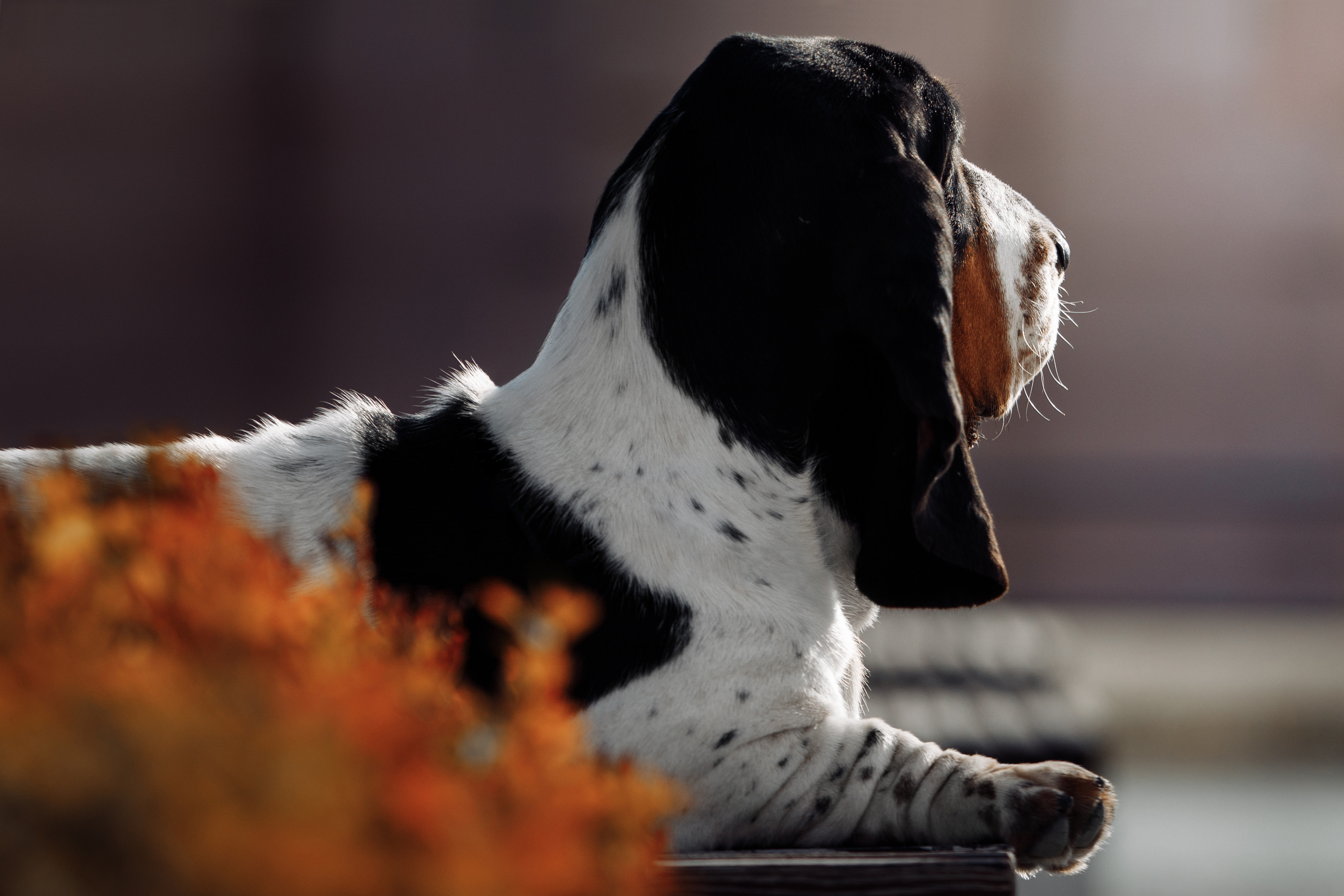 ВЫСТАВКИ СОБАК. Фотограф-анималист Саша Вязьмина