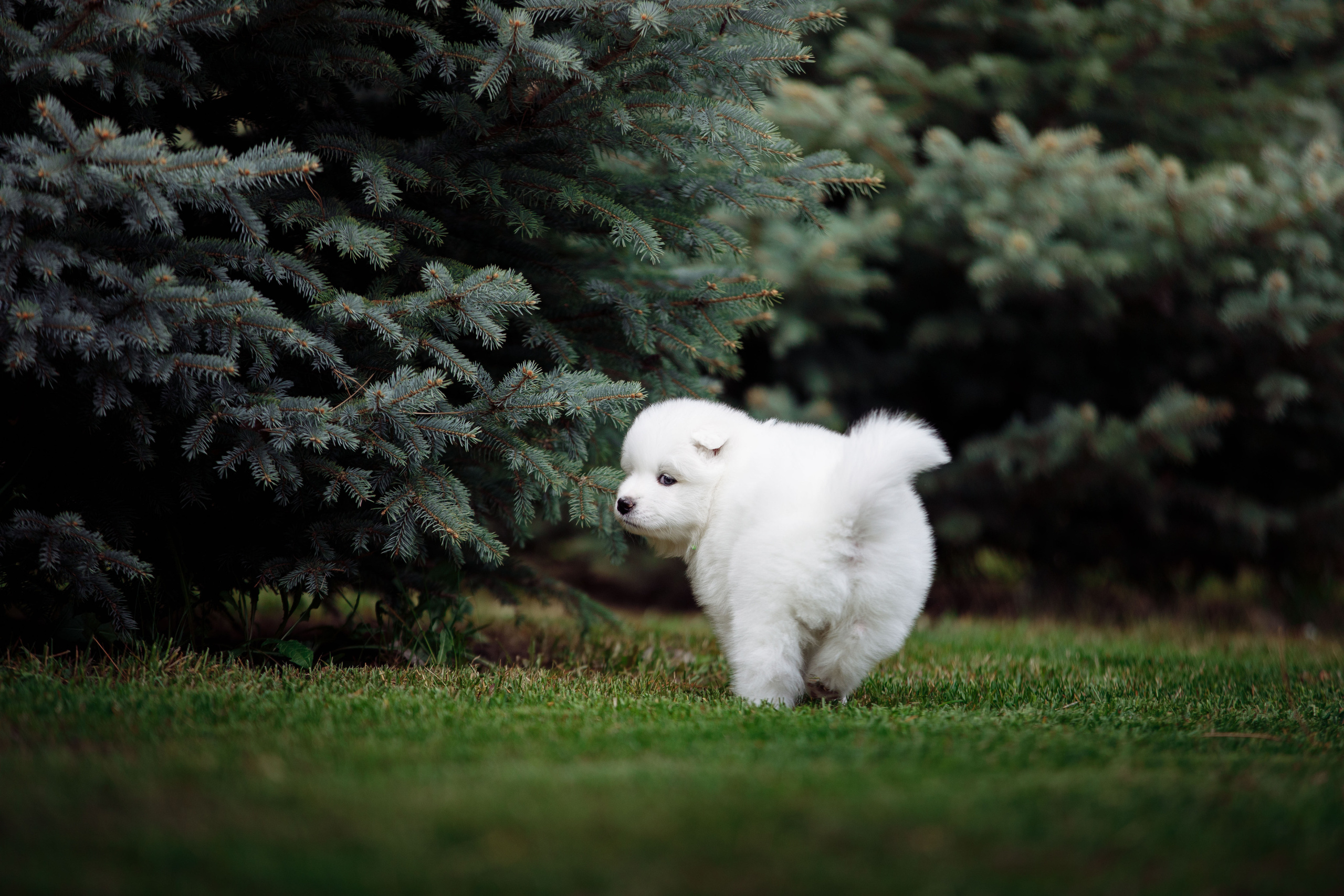 BABY TIME. Фотограф-анималист Саша Вязьмина
