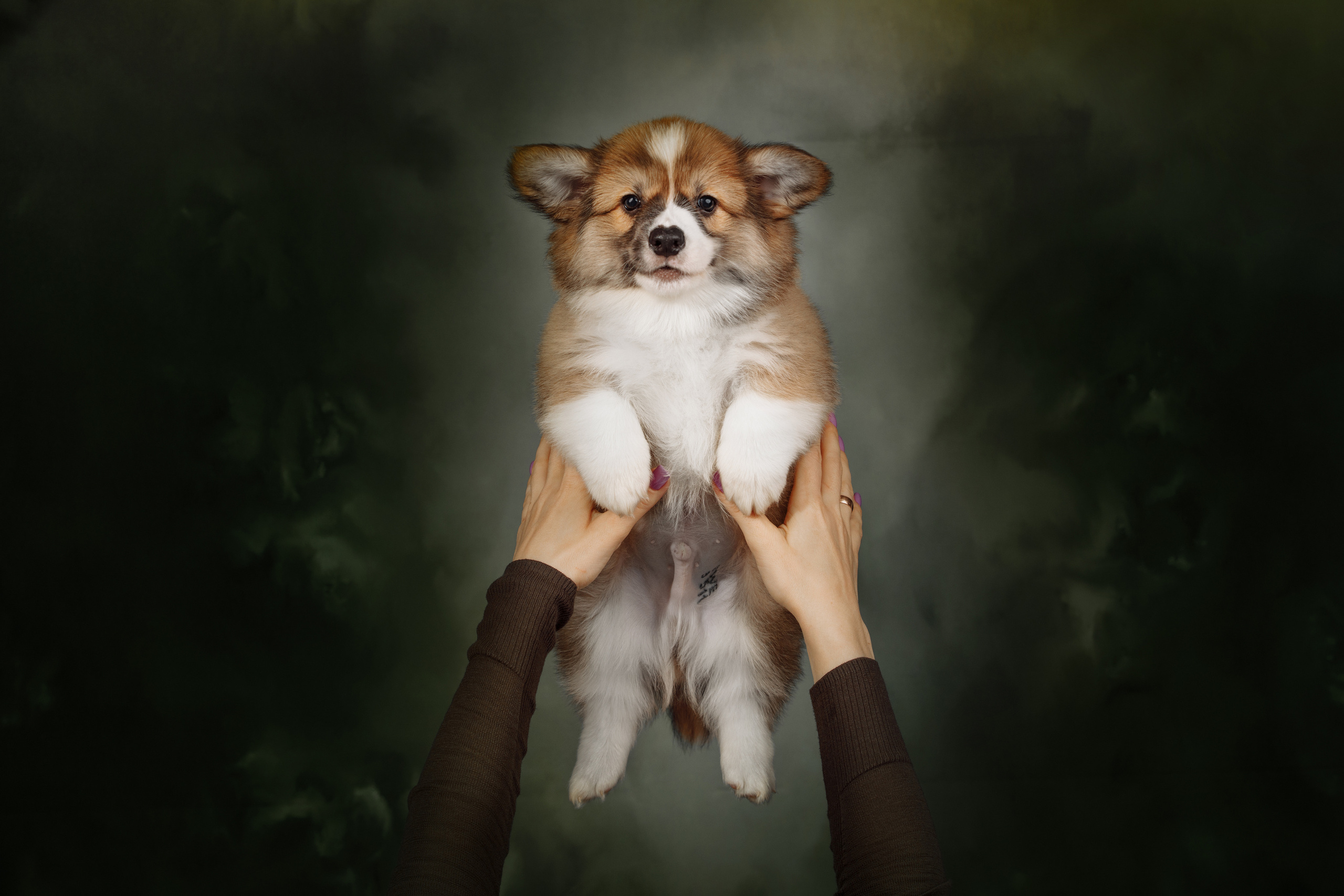 BABY TIME. Фотограф-анималист Саша Вязьмина