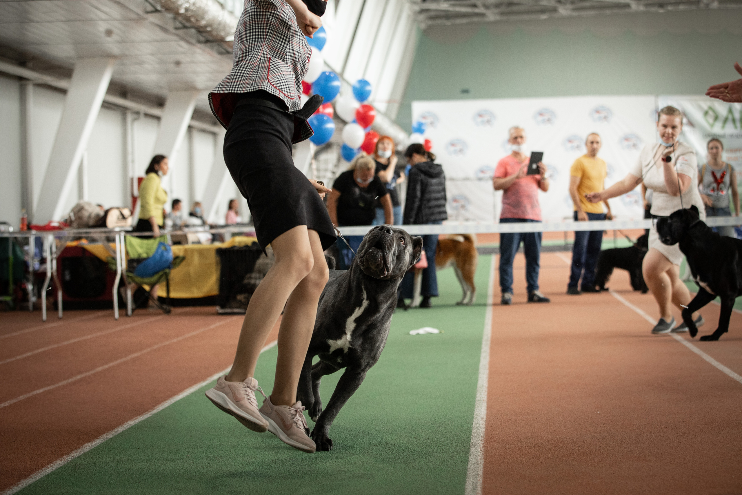 ВЫСТАВКИ СОБАК. Фотограф-анималист Саша Вязьмина