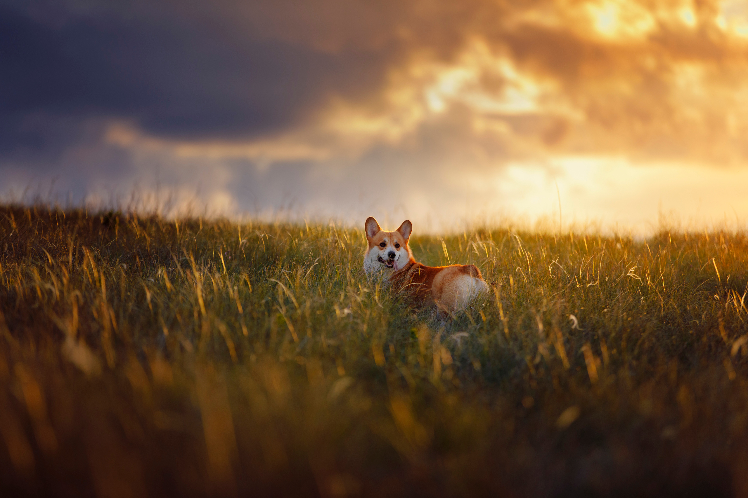 Фотограф-анималист Саша Вязьмина