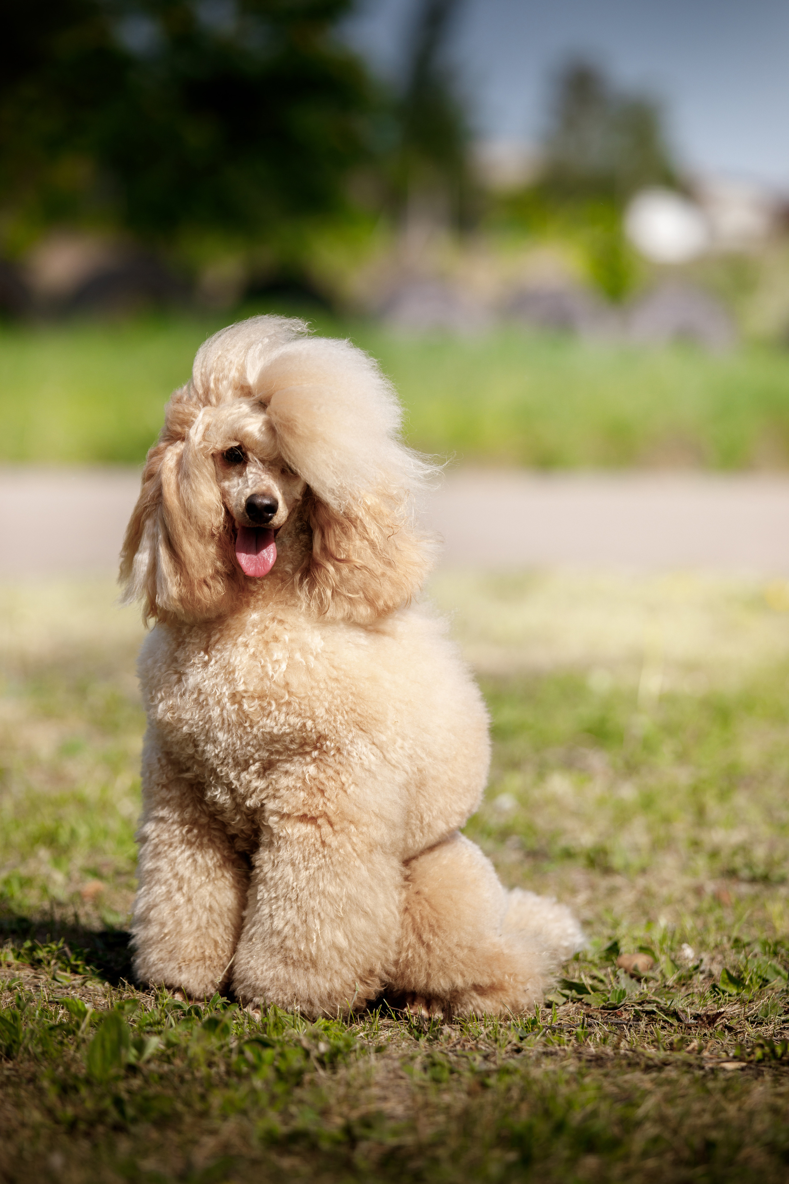 ВЫСТАВКИ СОБАК. Фотограф-анималист Саша Вязьмина