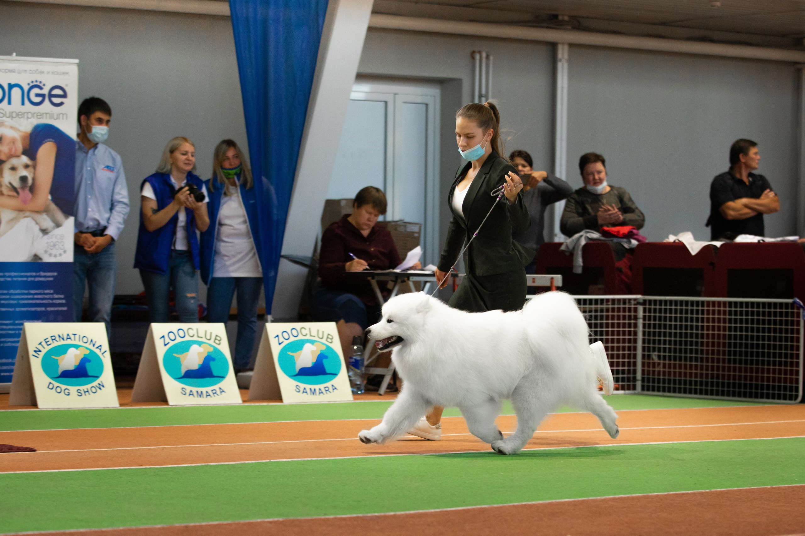 самоед выставка собак самара сасиб cacib фотограф вязьмина