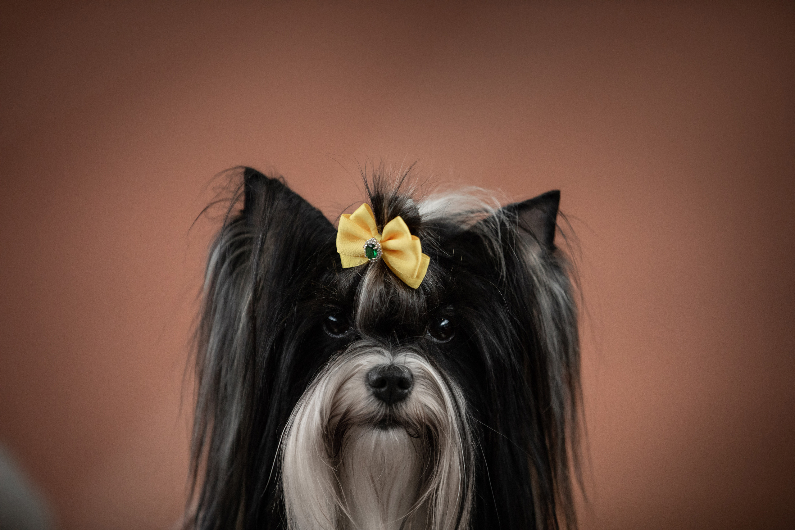 ВЫСТАВКИ СОБАК. Фотограф-анималист Саша Вязьмина