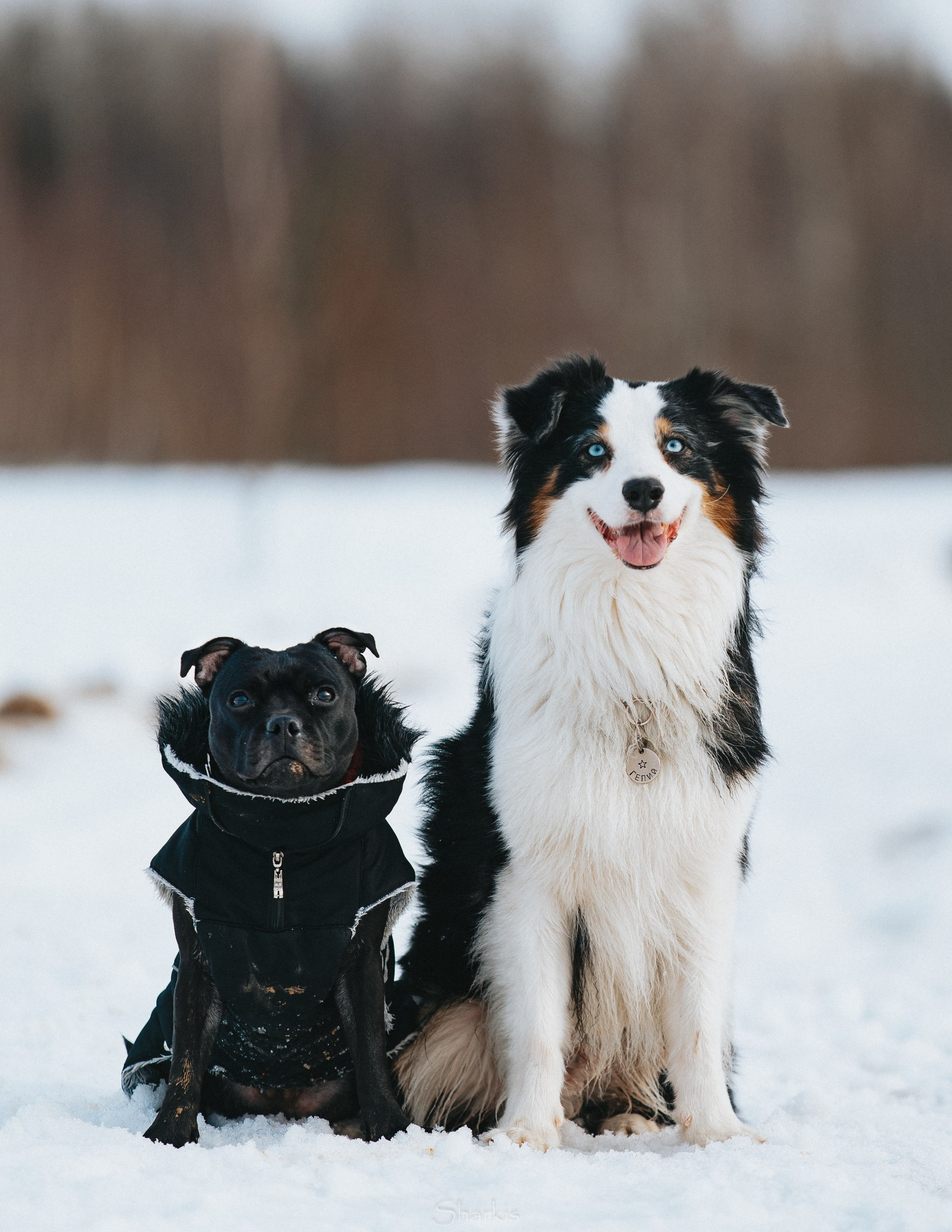 Гелий и Тсахик. Фотограф Елизавета Филатова