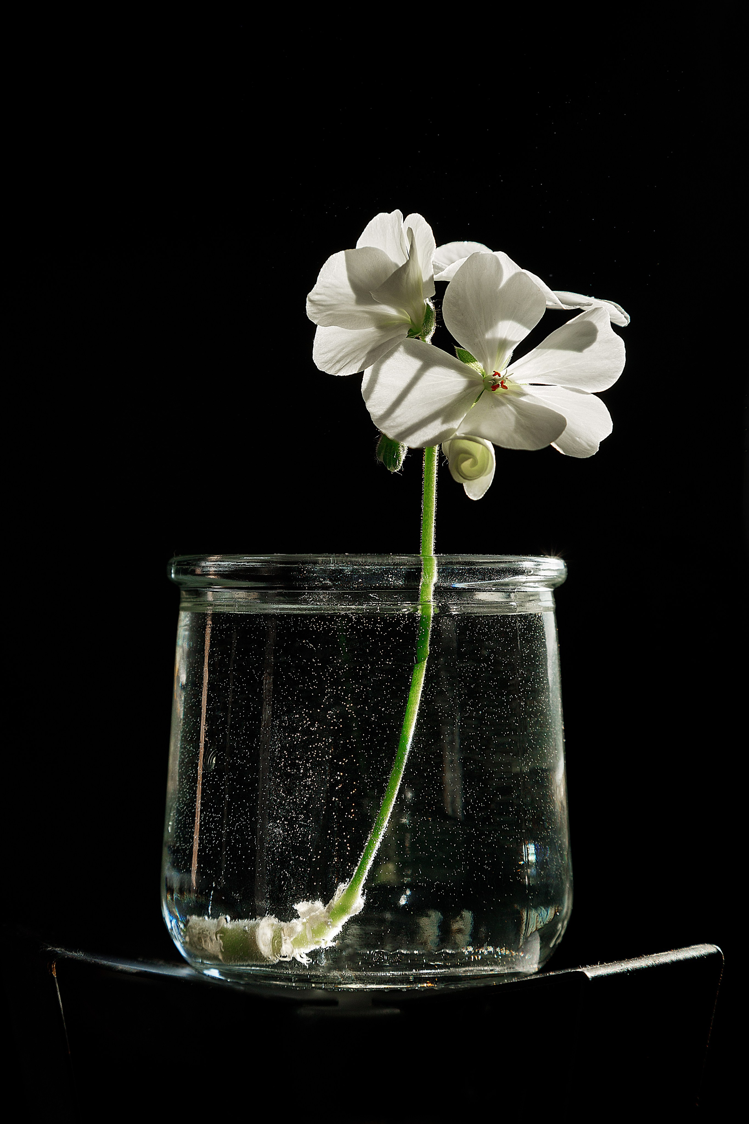 Проект «366»|2024|Фото каждый день. LENA GRACE photographer ||ЛЕНА ГРЭЙС фотограф