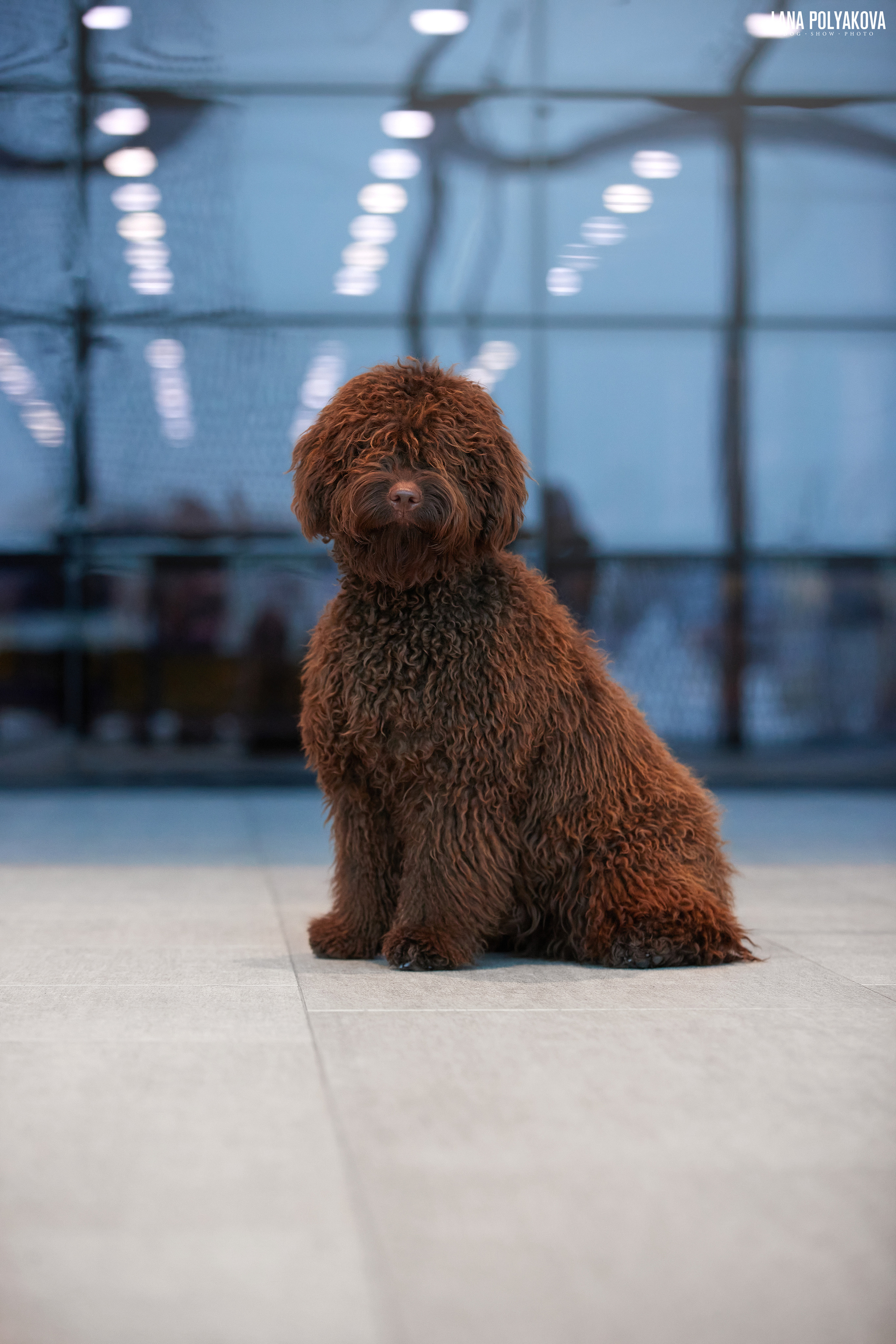 IDS «NEVSKY WINNER-2021» and «MEMORIAL OF P.A.ZAVODCHIKOV-2021». ФОТОГРАФ-АНИМАЛИСТ l LANA POLYAKOVA