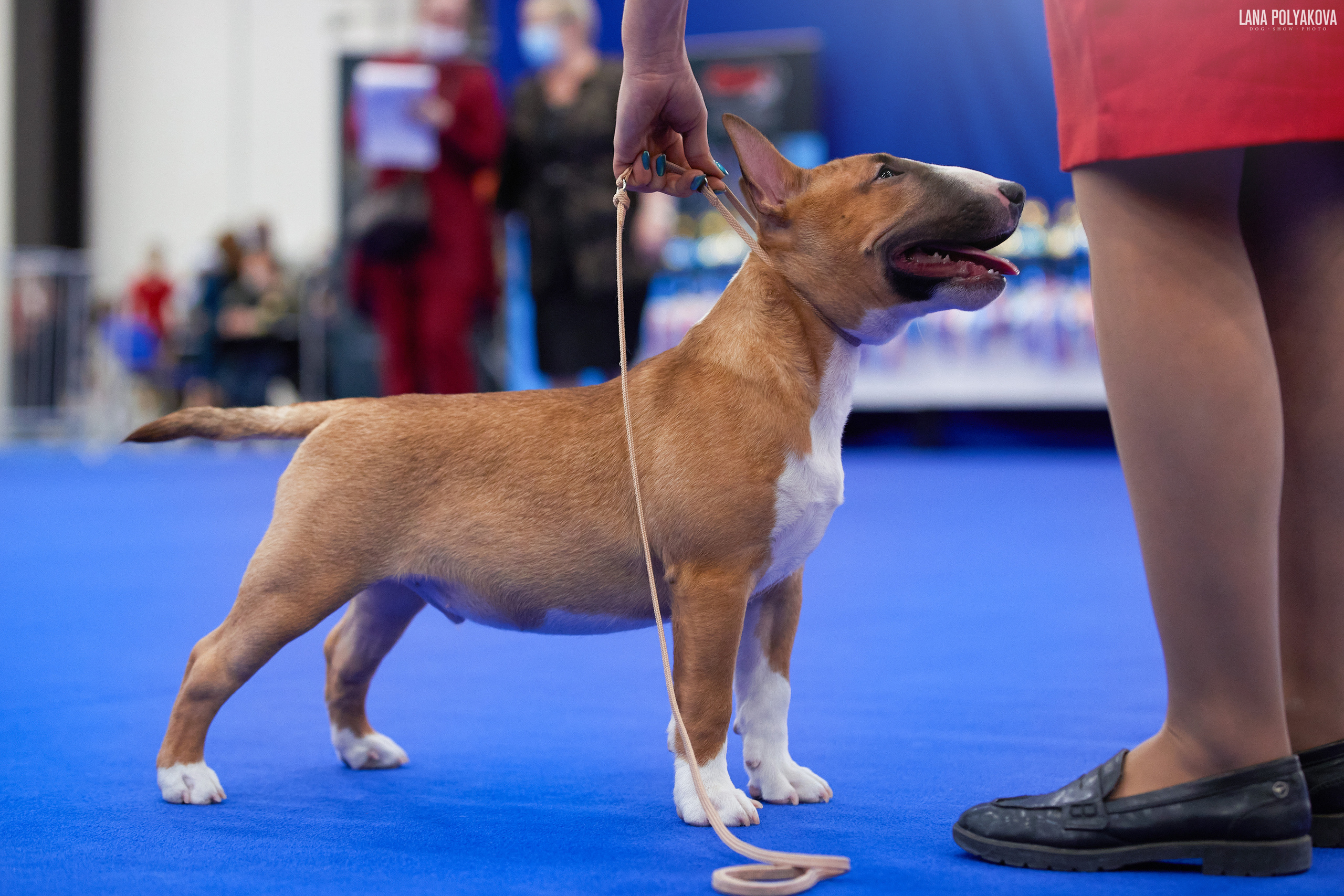 IDS «NEVSKY WINNER-2021» and «MEMORIAL OF P.A.ZAVODCHIKOV-2021». ФОТОГРАФ-АНИМАЛИСТ l LANA POLYAKOVA