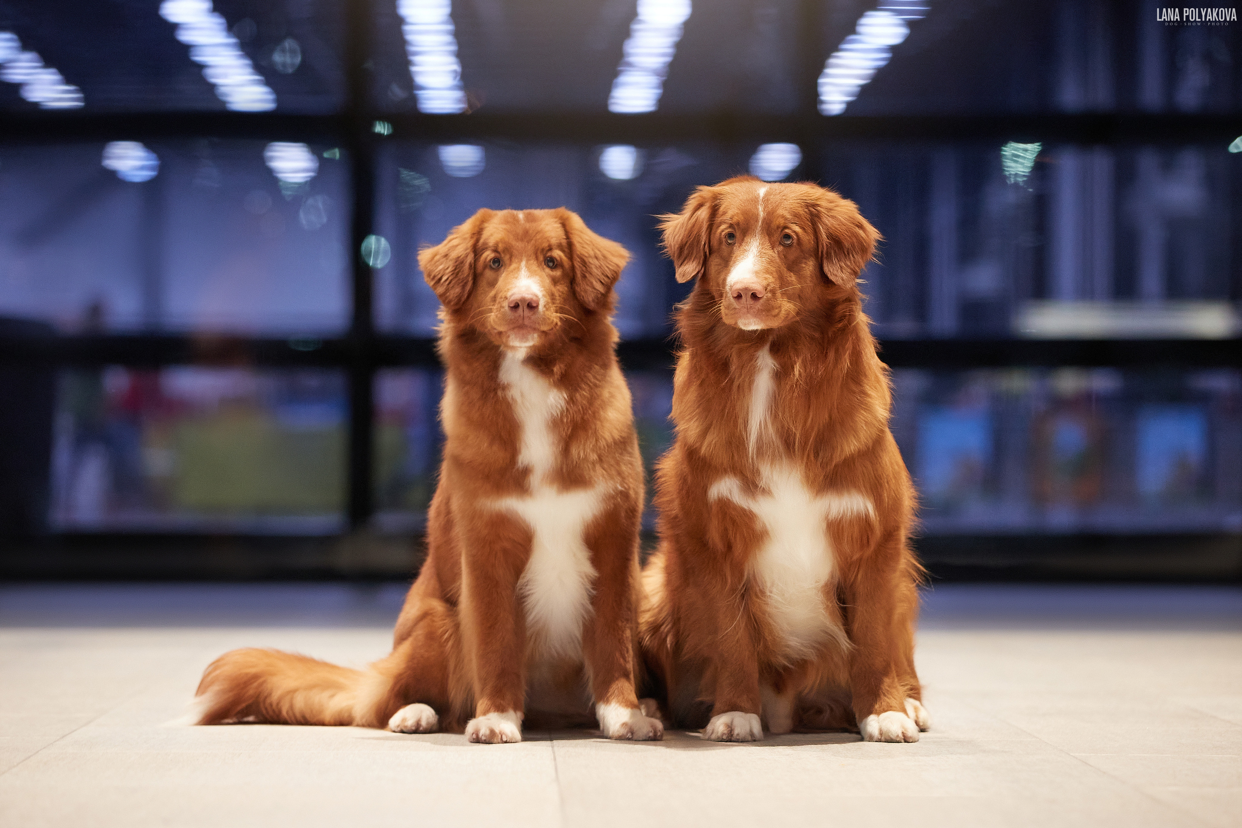 IDS «NEVSKY WINNER-2021» and «MEMORIAL OF P.A.ZAVODCHIKOV-2021». ФОТОГРАФ-АНИМАЛИСТ l LANA POLYAKOVA