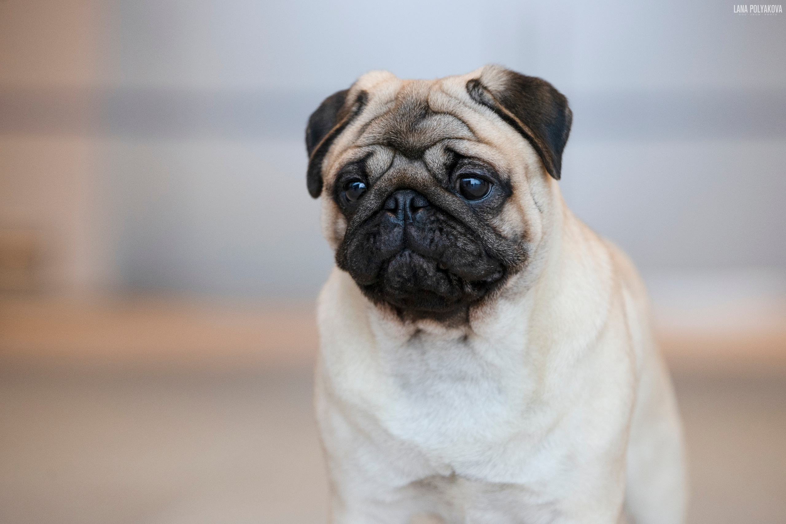 IDS «NEVSKY WINNER-2021» and «MEMORIAL OF P.A.ZAVODCHIKOV-2021». ФОТОГРАФ-АНИМАЛИСТ l LANA POLYAKOVA