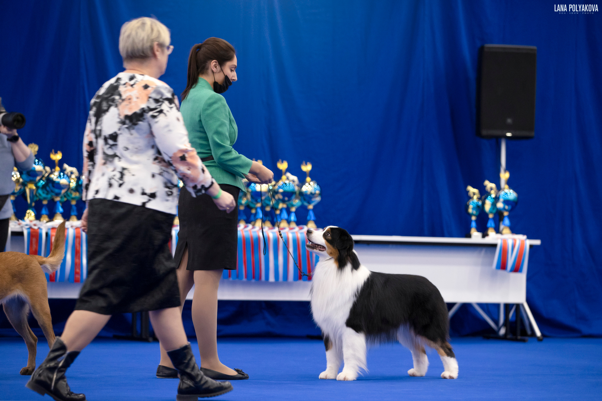 IDS «NEVSKY WINNER-2021» and «MEMORIAL OF P.A.ZAVODCHIKOV-2021». ФОТОГРАФ-АНИМАЛИСТ l LANA POLYAKOVA