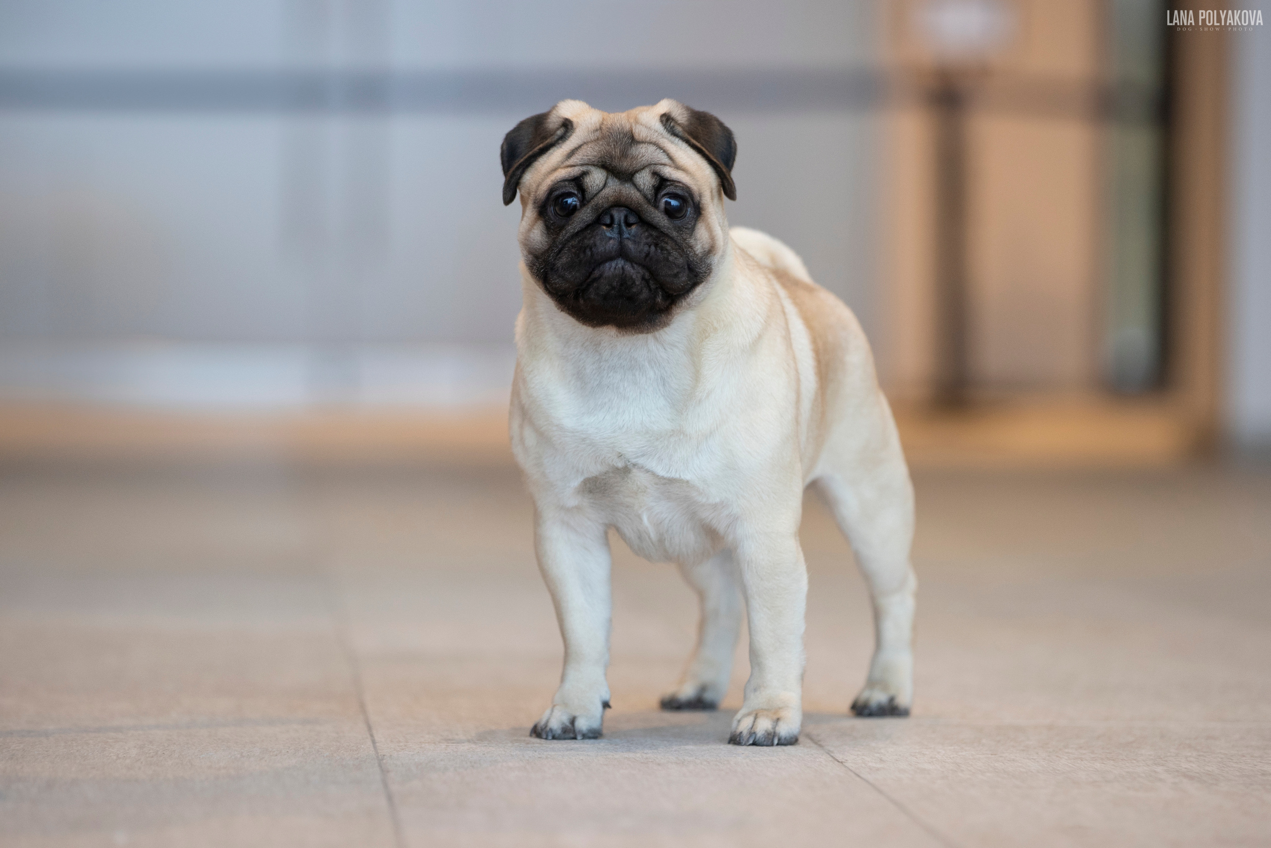 IDS «NEVSKY WINNER-2021» and «MEMORIAL OF P.A.ZAVODCHIKOV-2021». ФОТОГРАФ-АНИМАЛИСТ l LANA POLYAKOVA