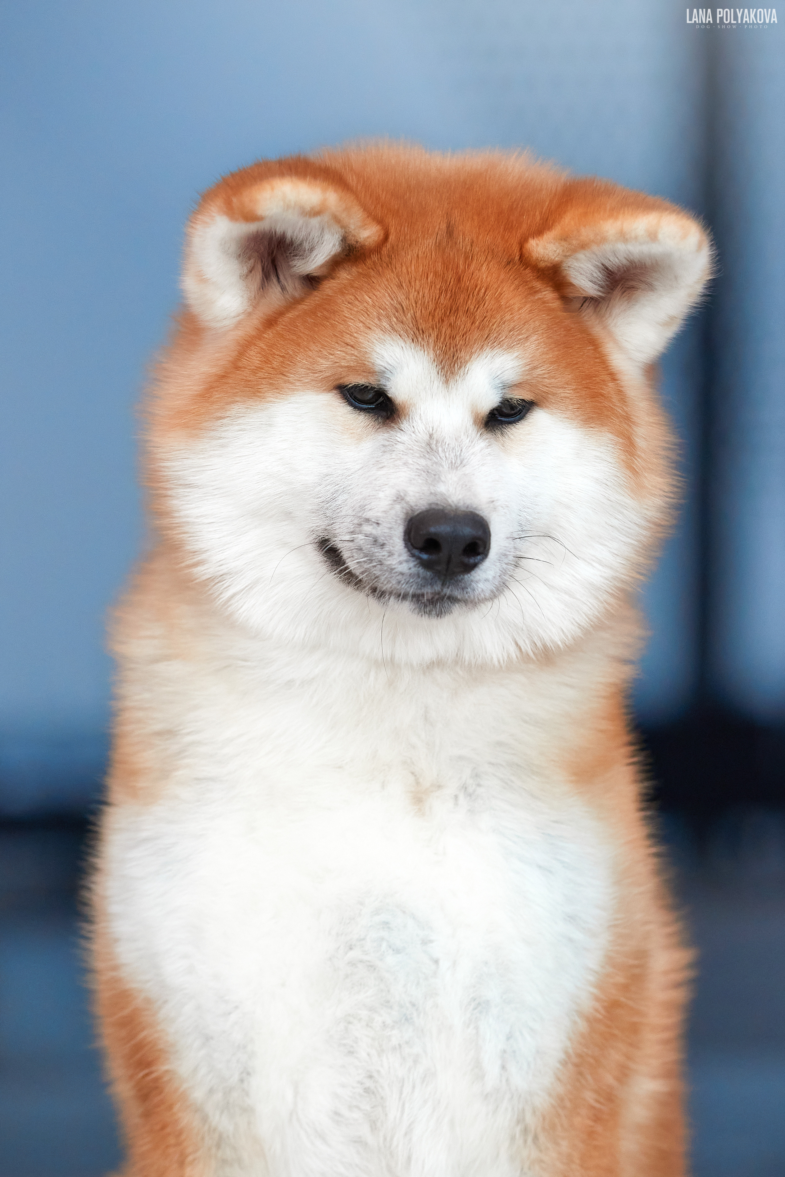 IDS «NEVSKY WINNER-2021» and «MEMORIAL OF P.A.ZAVODCHIKOV-2021». ФОТОГРАФ-АНИМАЛИСТ l LANA POLYAKOVA